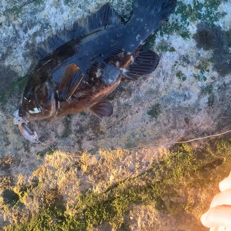 Tautog caught on Fishbrain