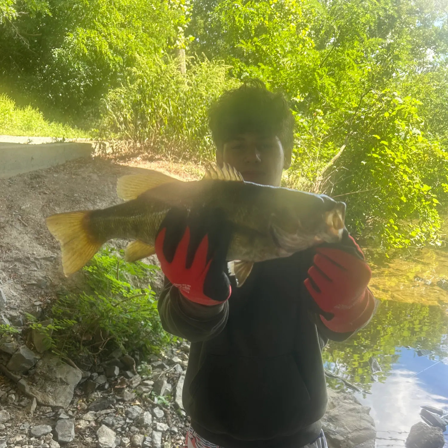 Largemouth bass caught on Fishbrain