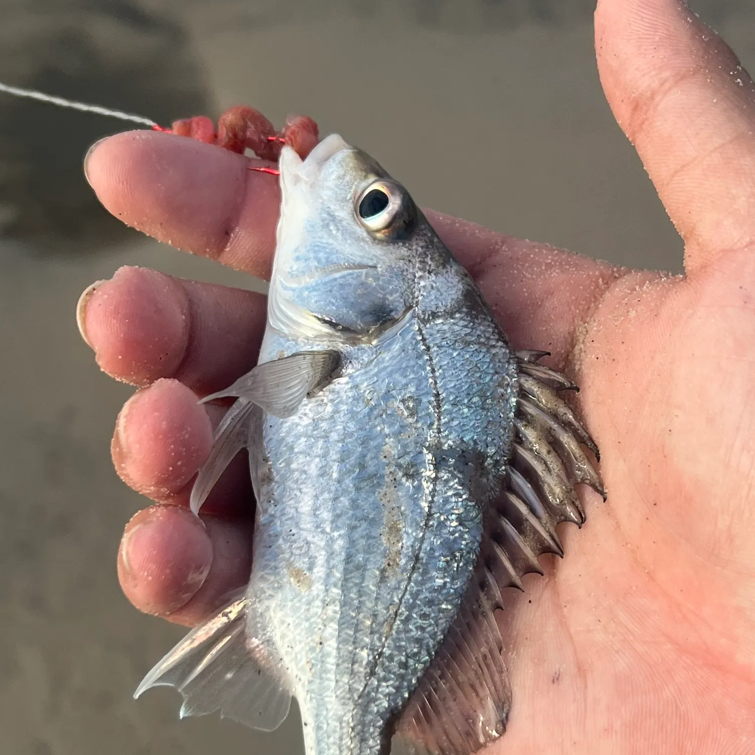 Javelin grunter caught on Fishbrain