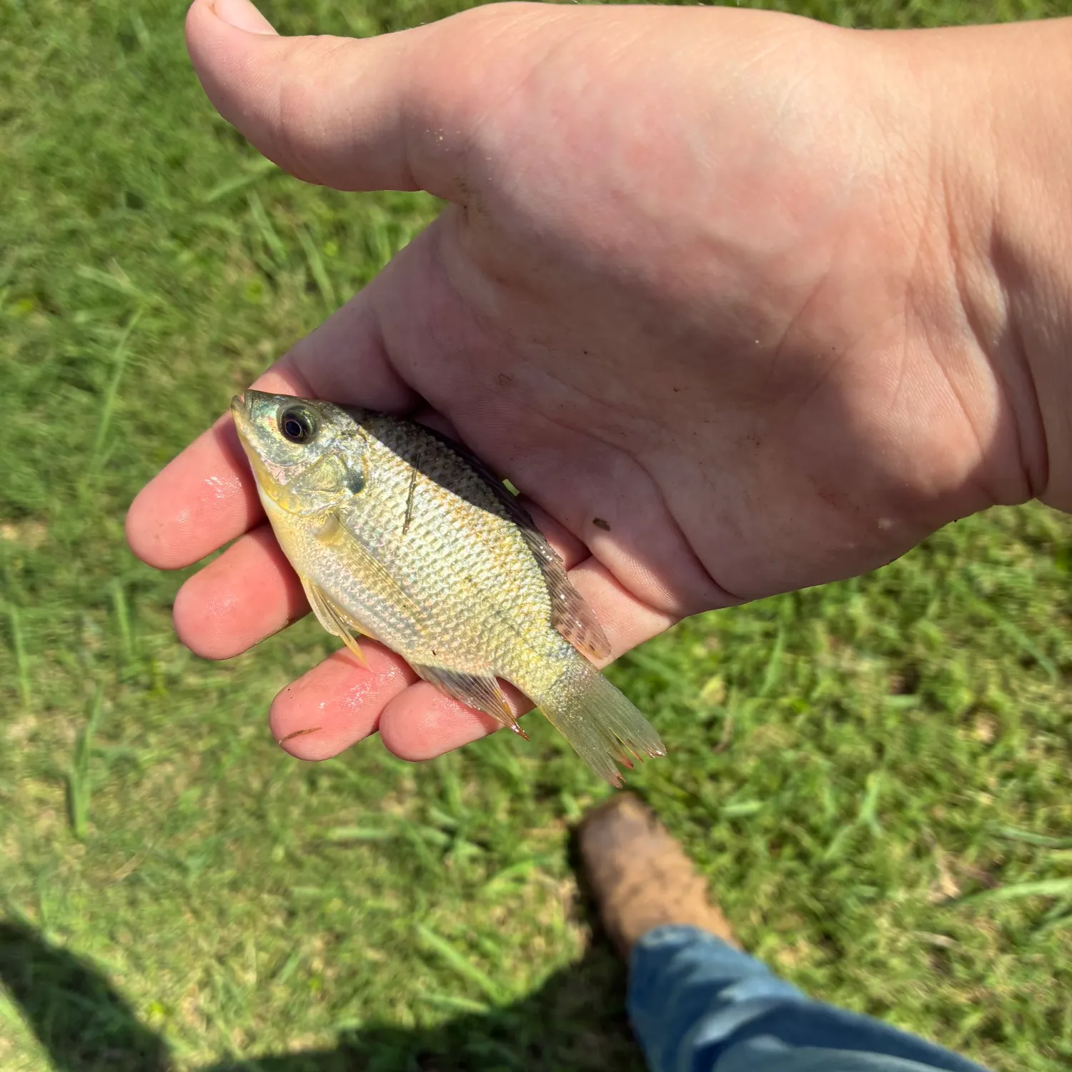 Blue tilapia caught on Fishbrain