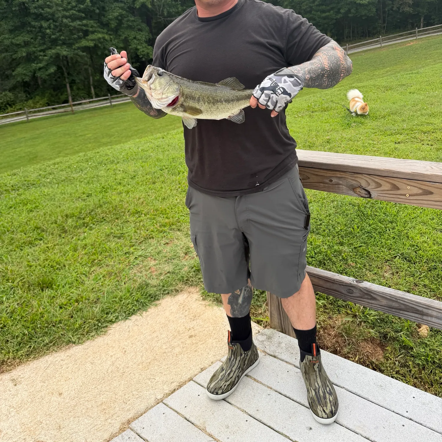 Largemouth bass caught on Fishbrain