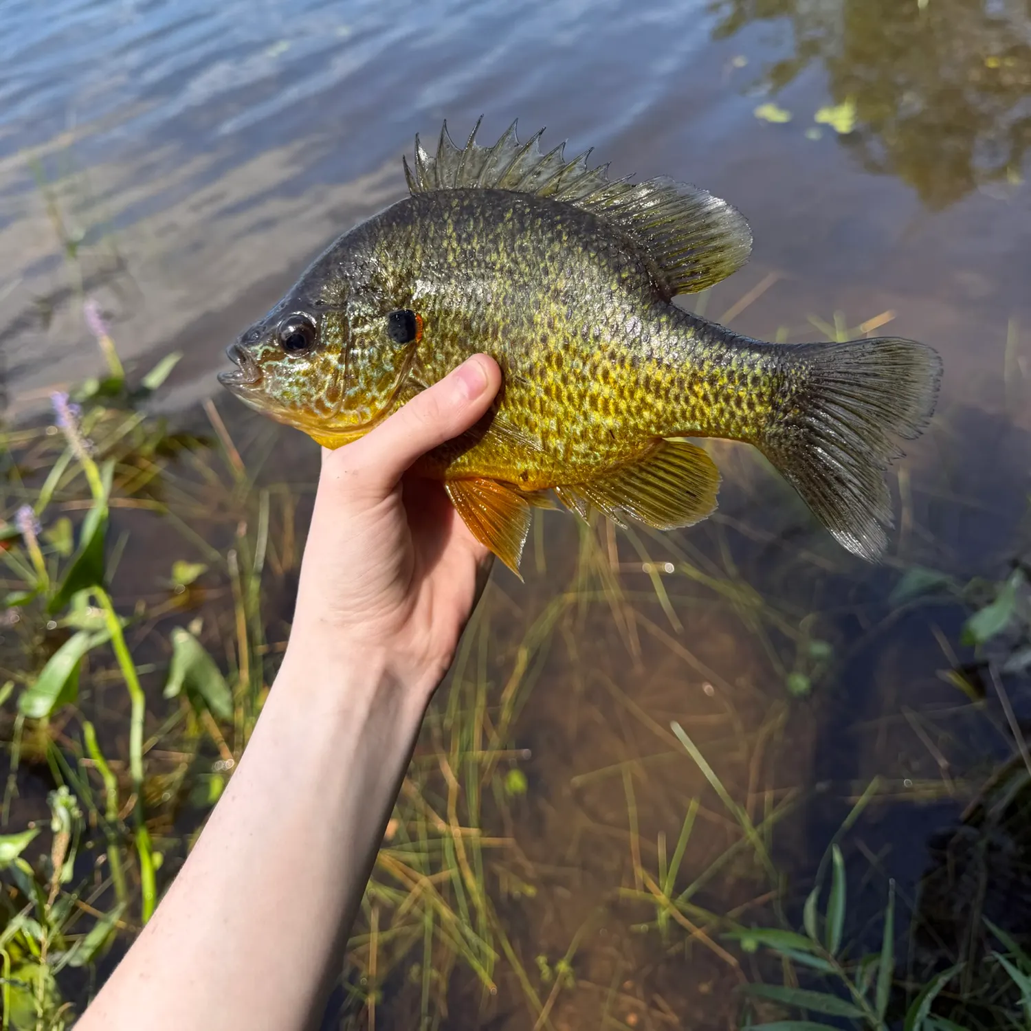 Pumpkinseed caught on Fishbrain