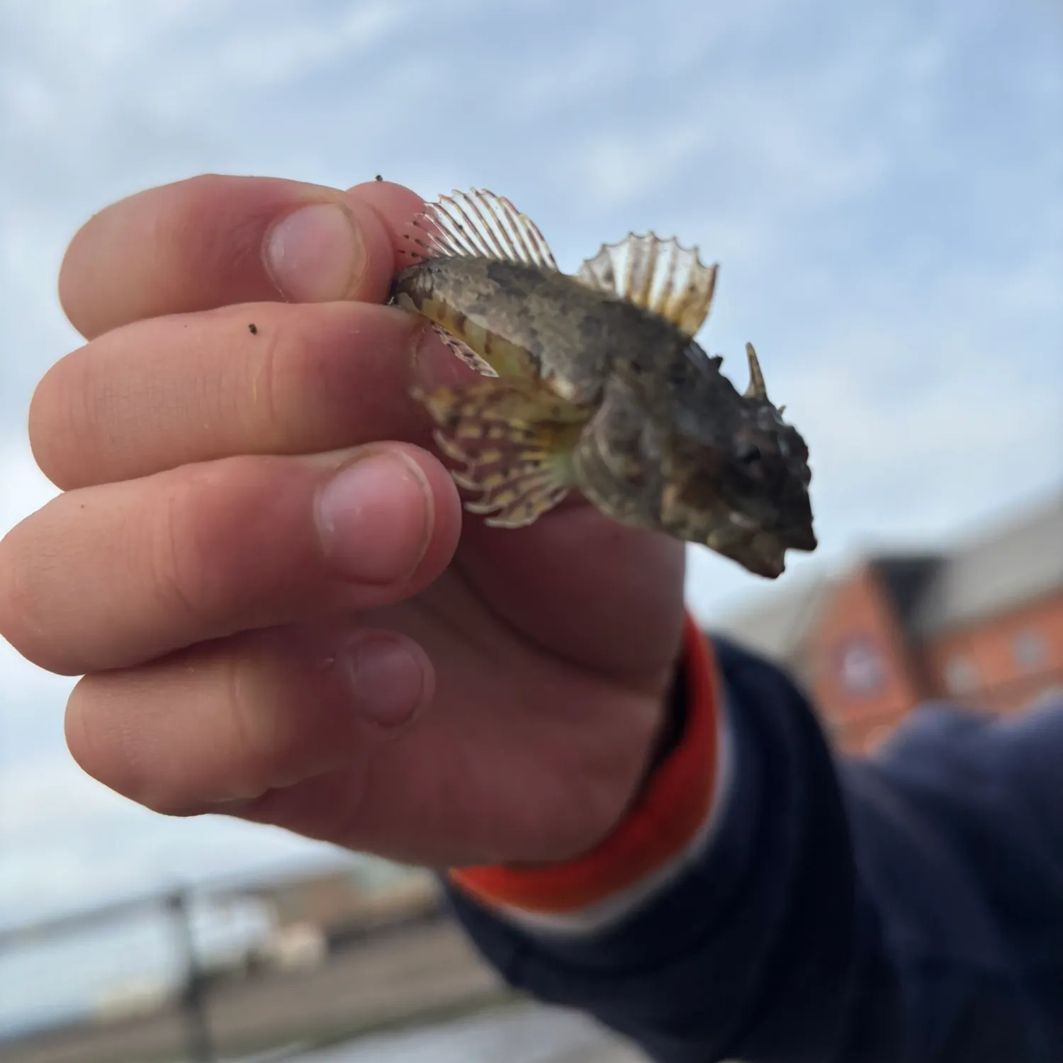 The most recent Longspined bullhead catches on Fishbrain