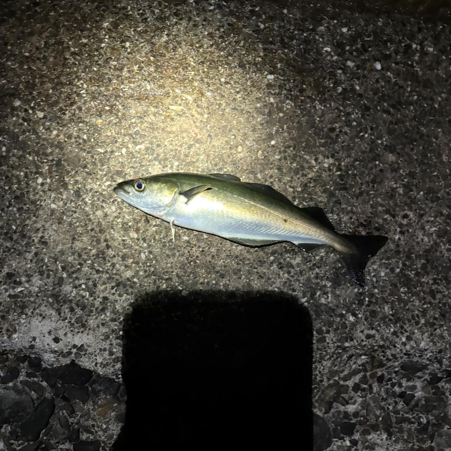 Atlantic pollock caught on Fishbrain