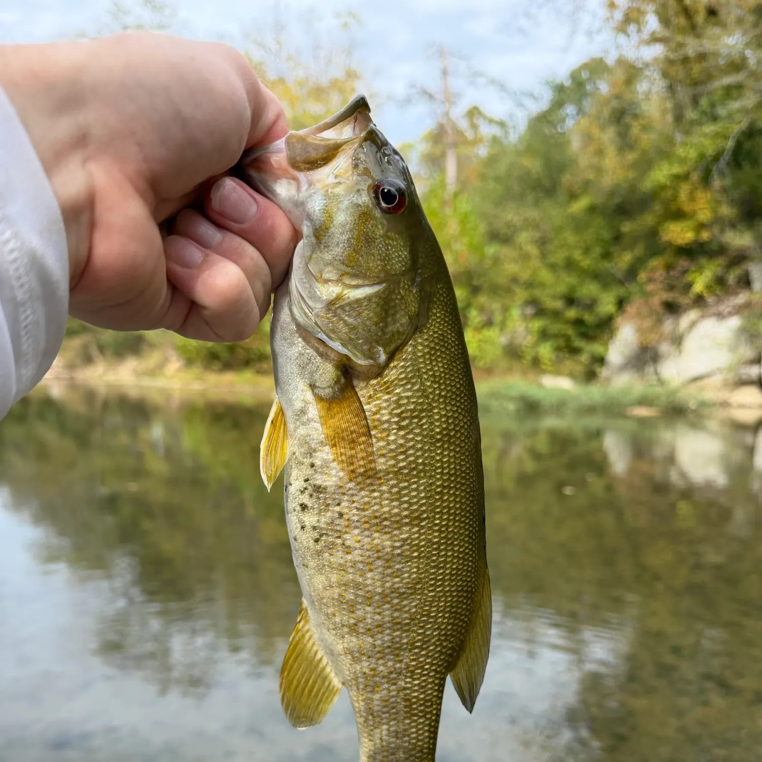 Smallmouth bass caught on Fishbrain