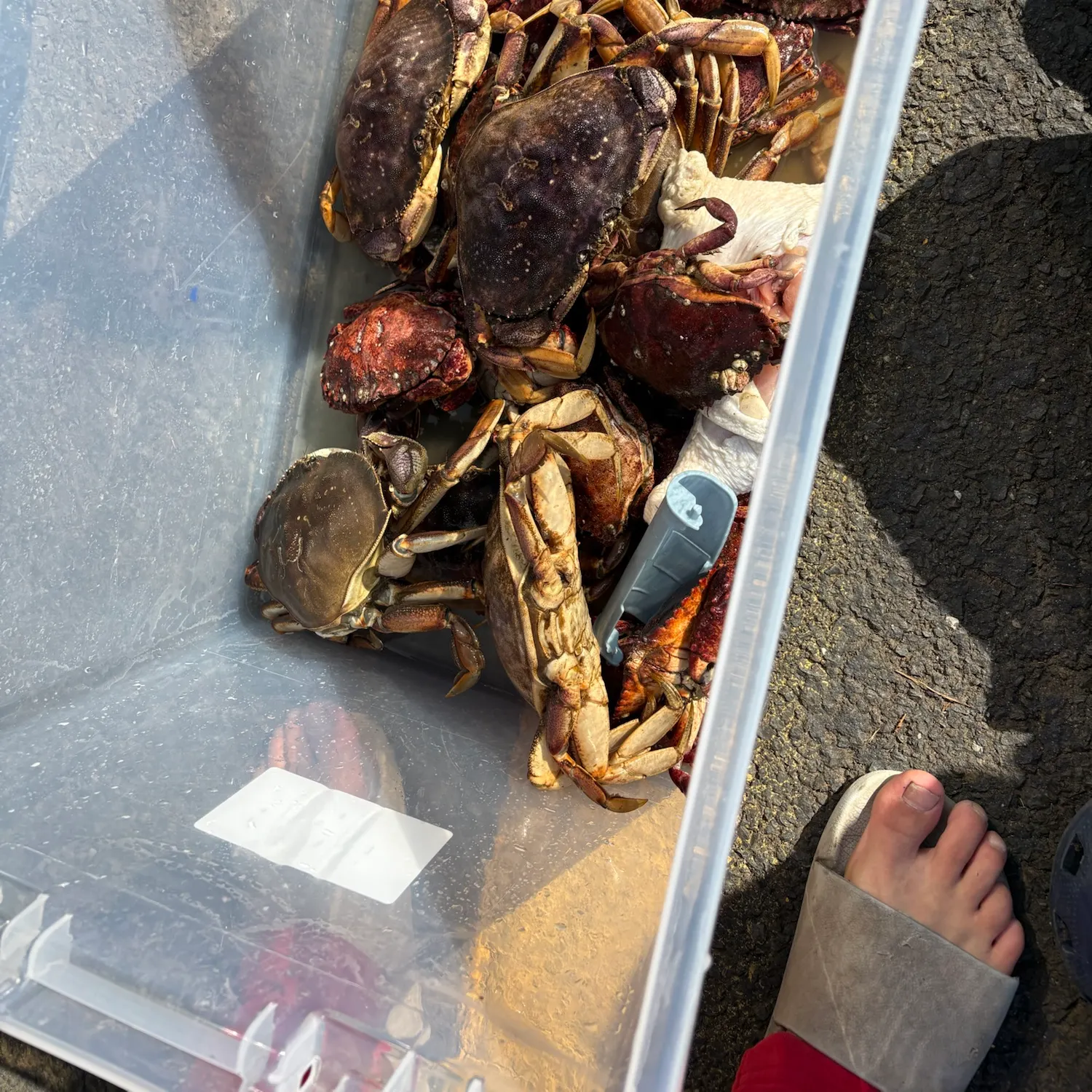 Dungeness crab caught on Fishbrain