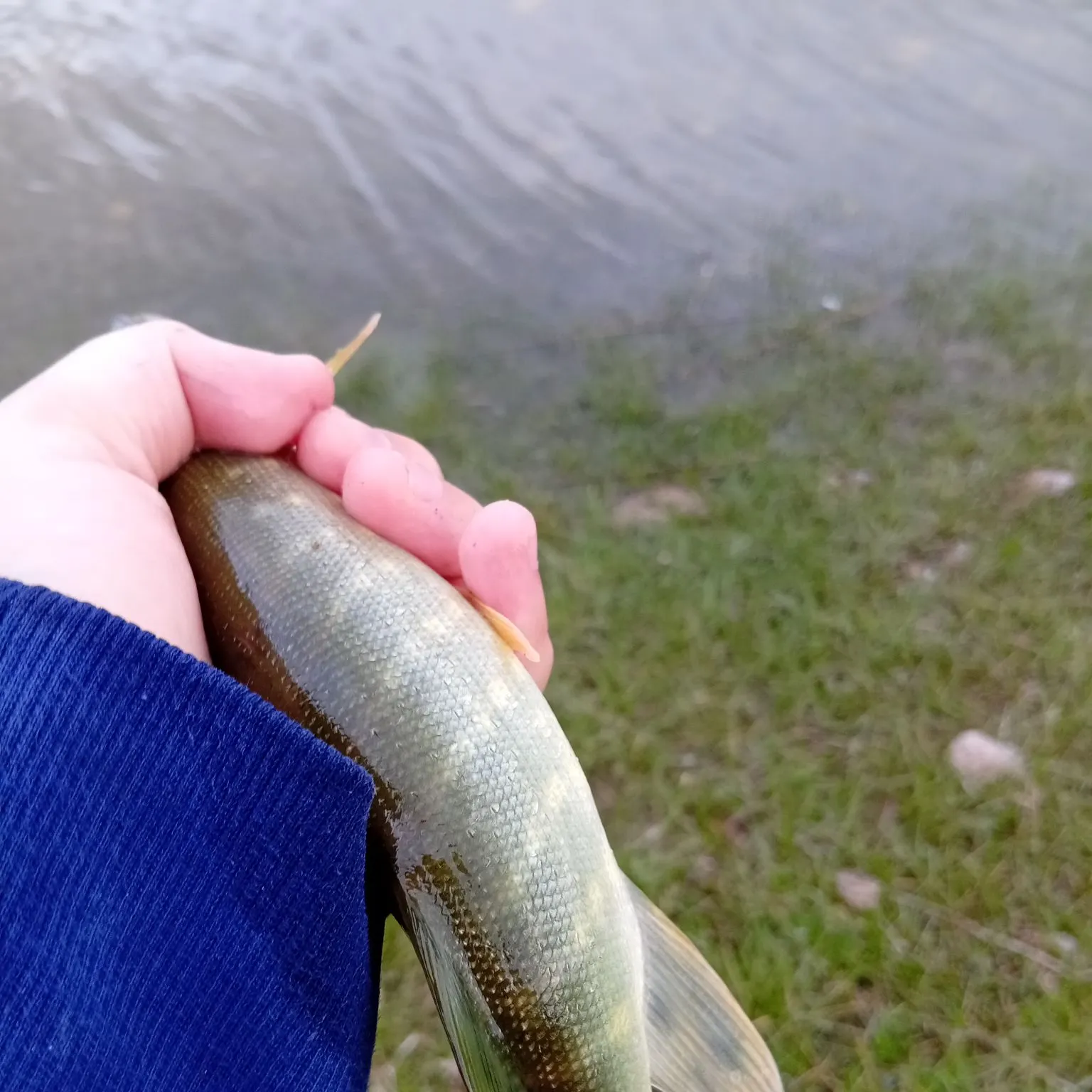 Fish caught on Fishbrain