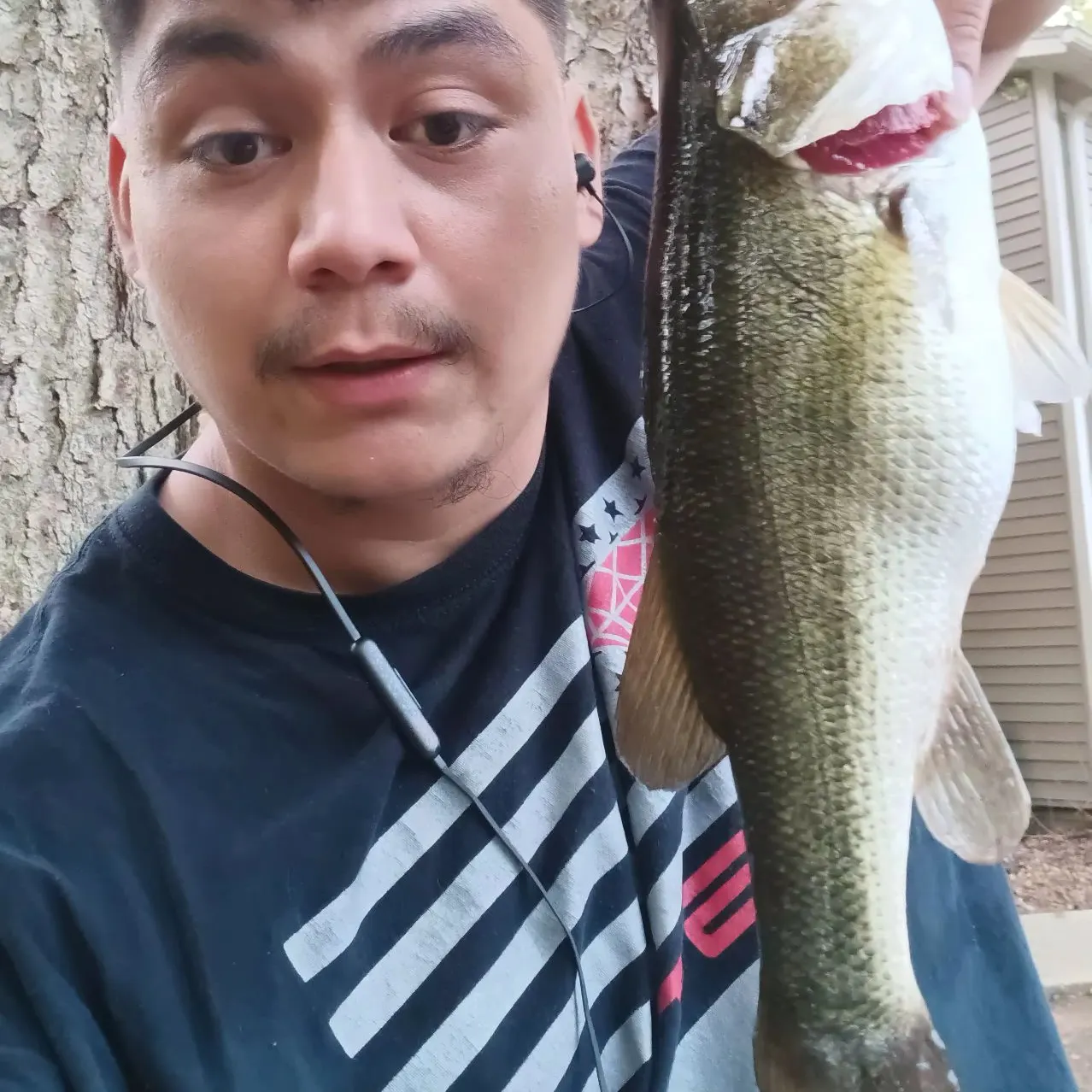 Largemouth bass caught on Fishbrain
