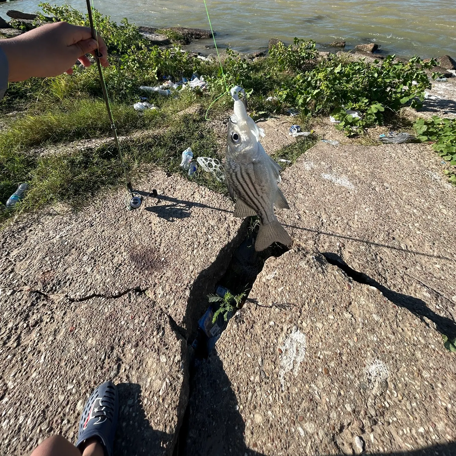 White bass caught on Fishbrain