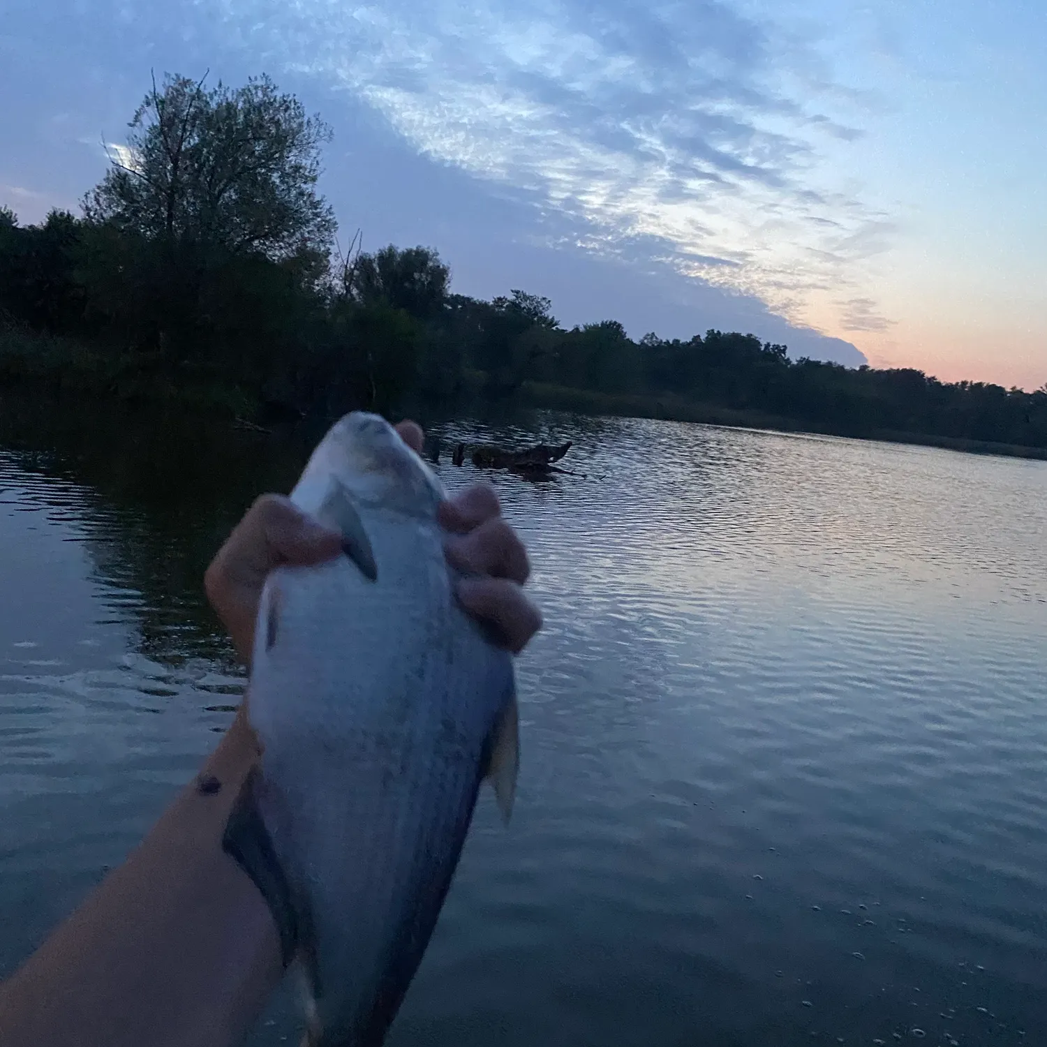 The most recent American gizzard shad catches on Fishbrain