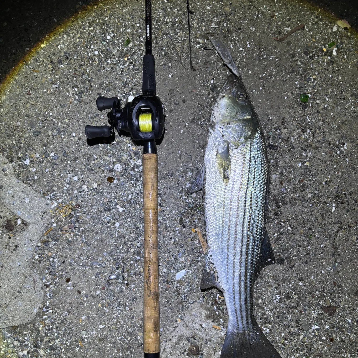 Striped bass caught on Fishbrain