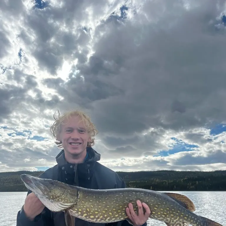 Northern pike caught on Fishbrain