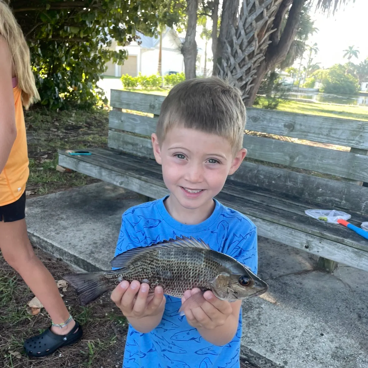 Mangrove snapper caught on Fishbrain