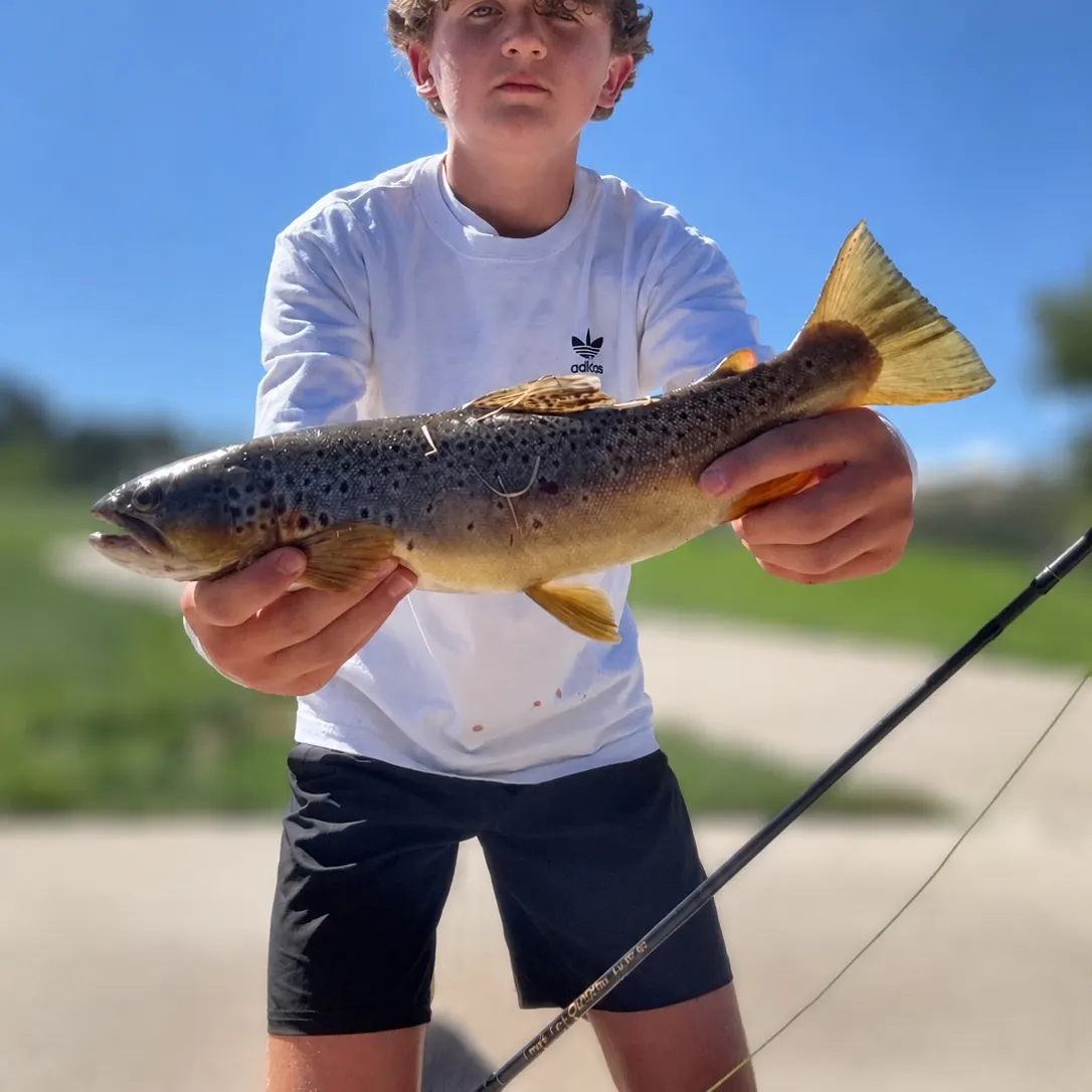 Brown trout caught on Fishbrain