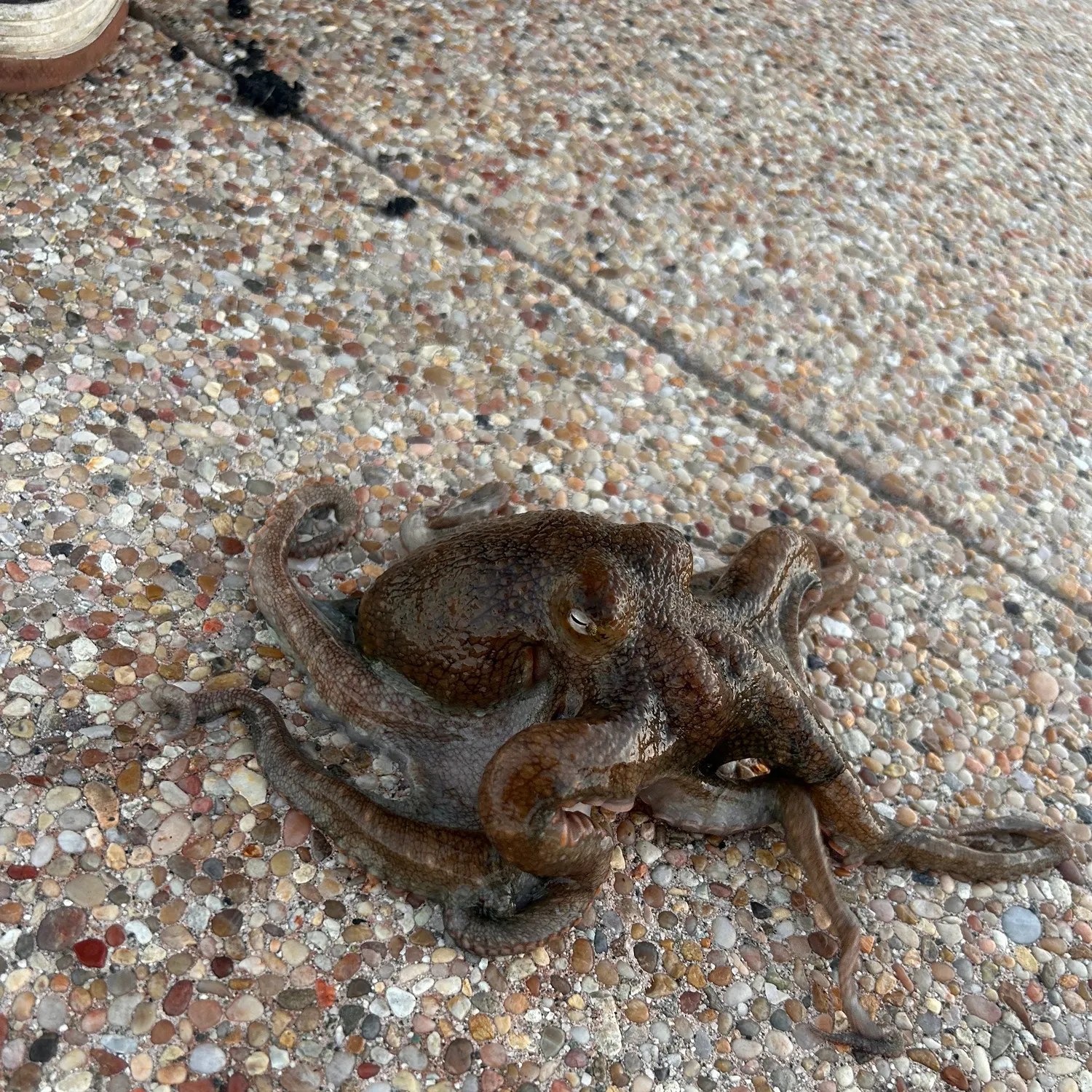 Fish caught on Fishbrain