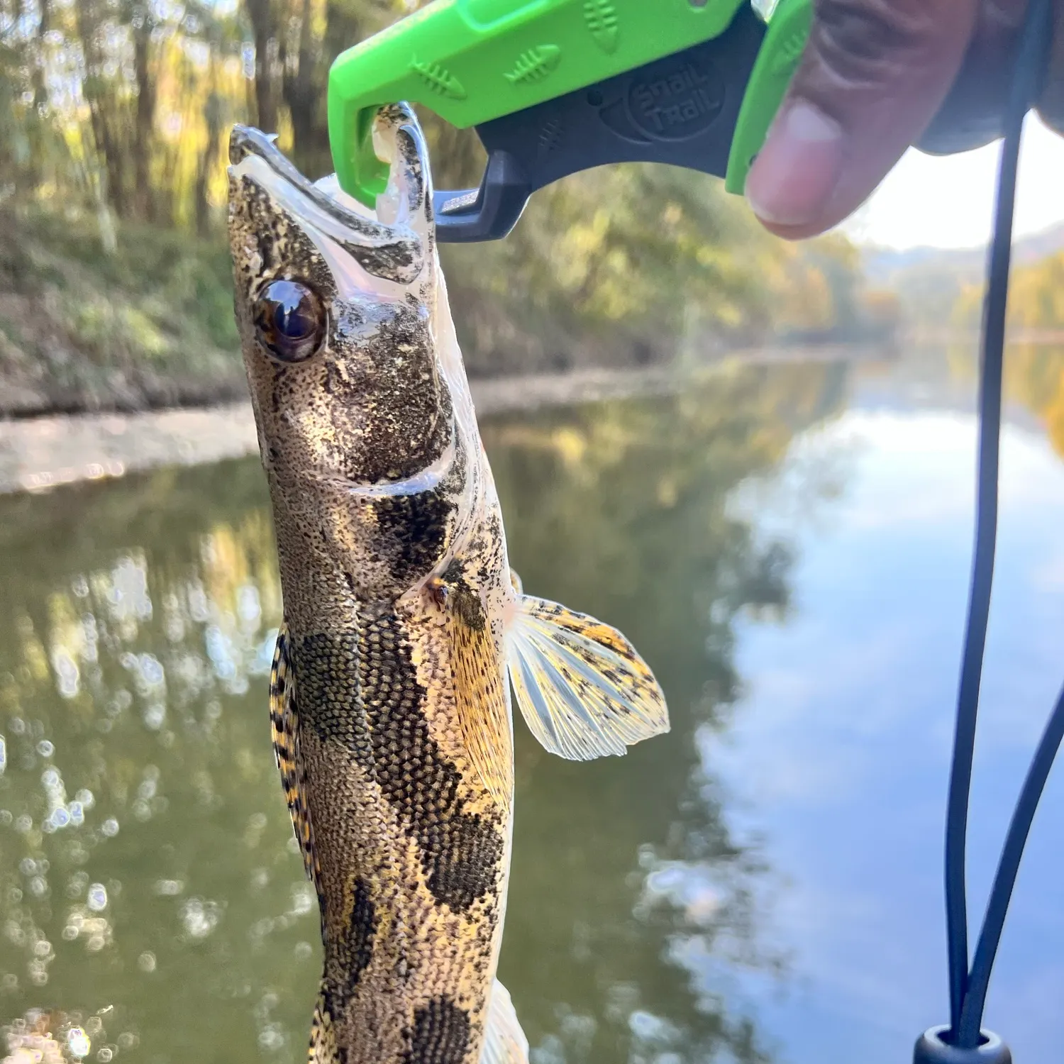 Sauger caught on Fishbrain