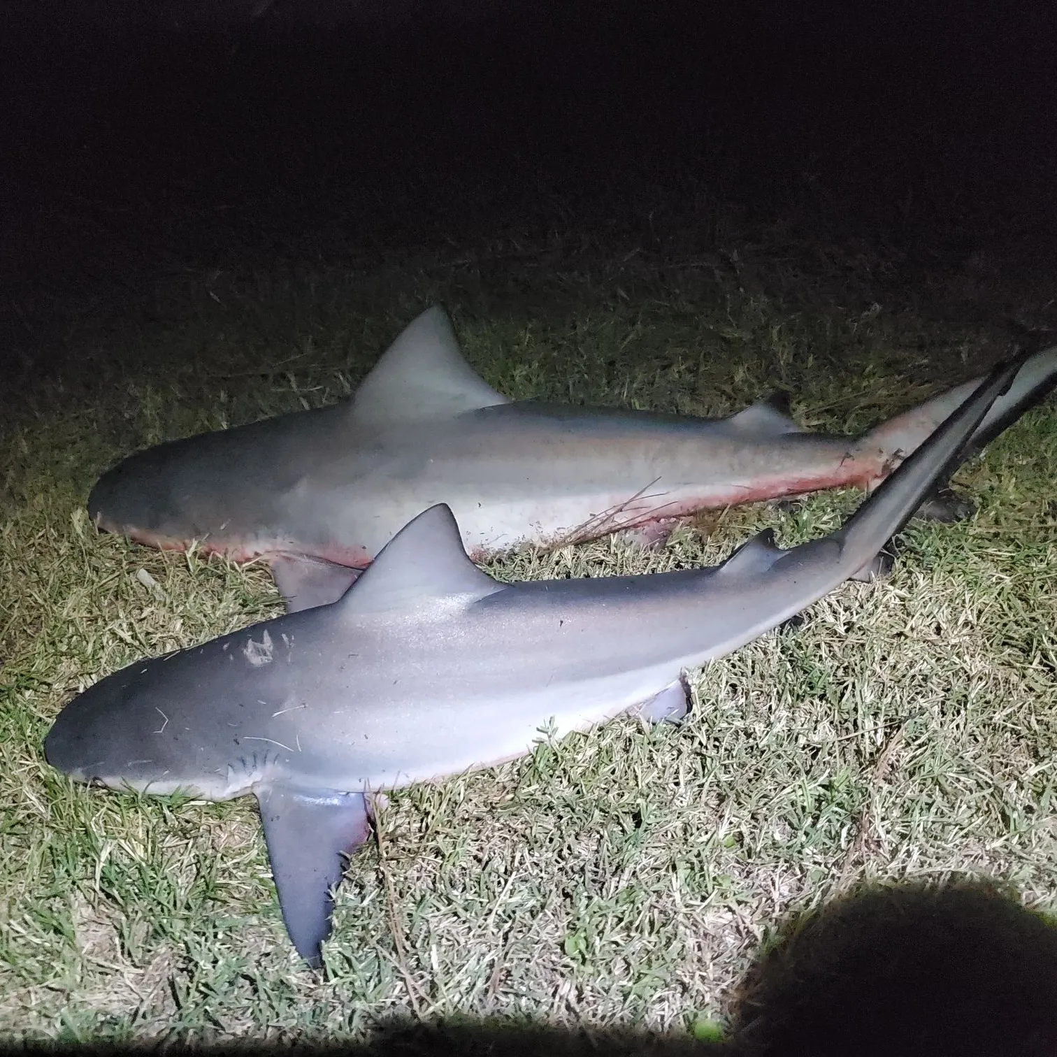 Bull shark caught on Fishbrain