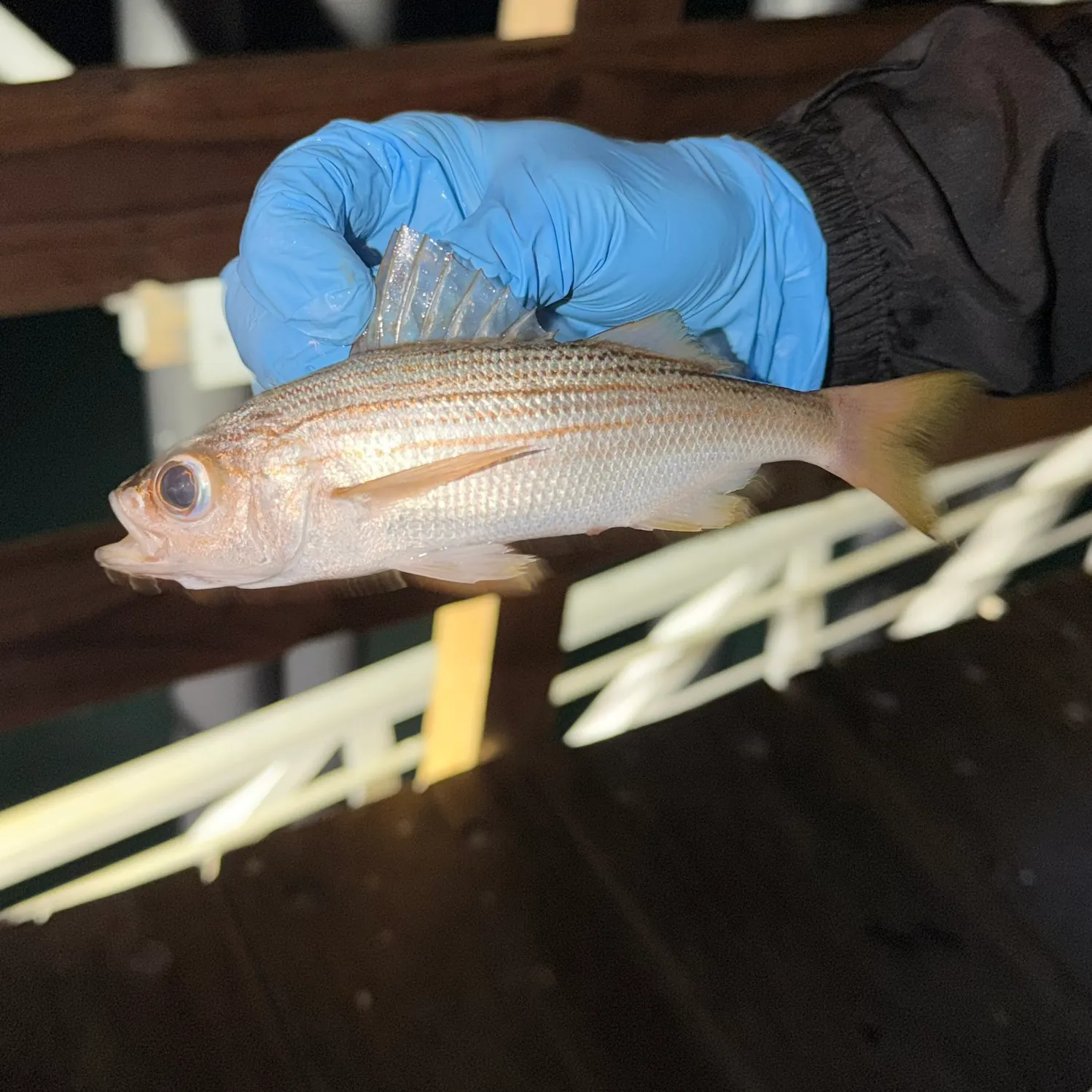 The most recent Californian salema catches on Fishbrain