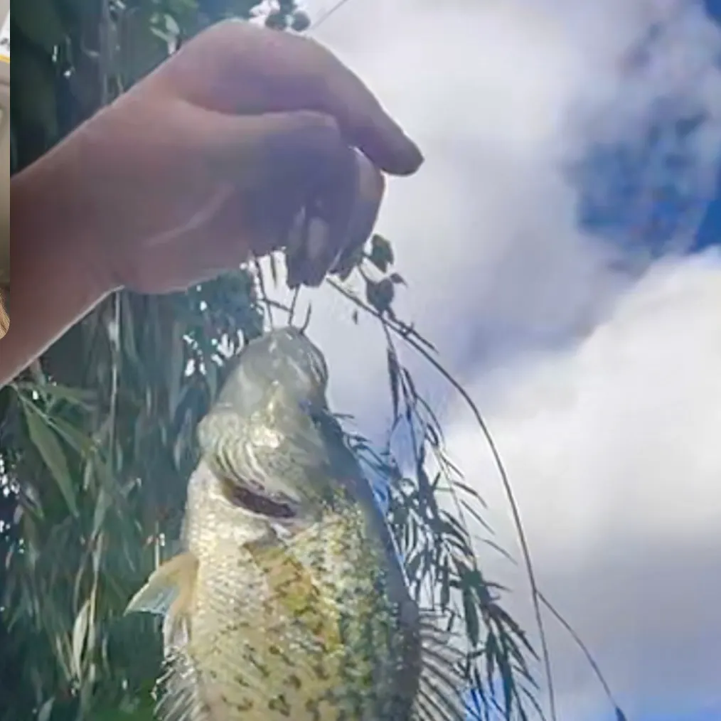 Black crappie caught on Fishbrain