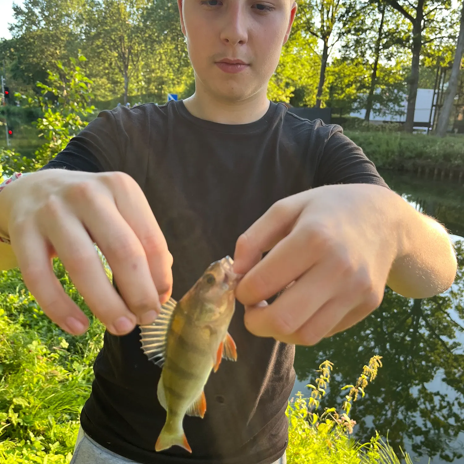 European perch caught on Fishbrain