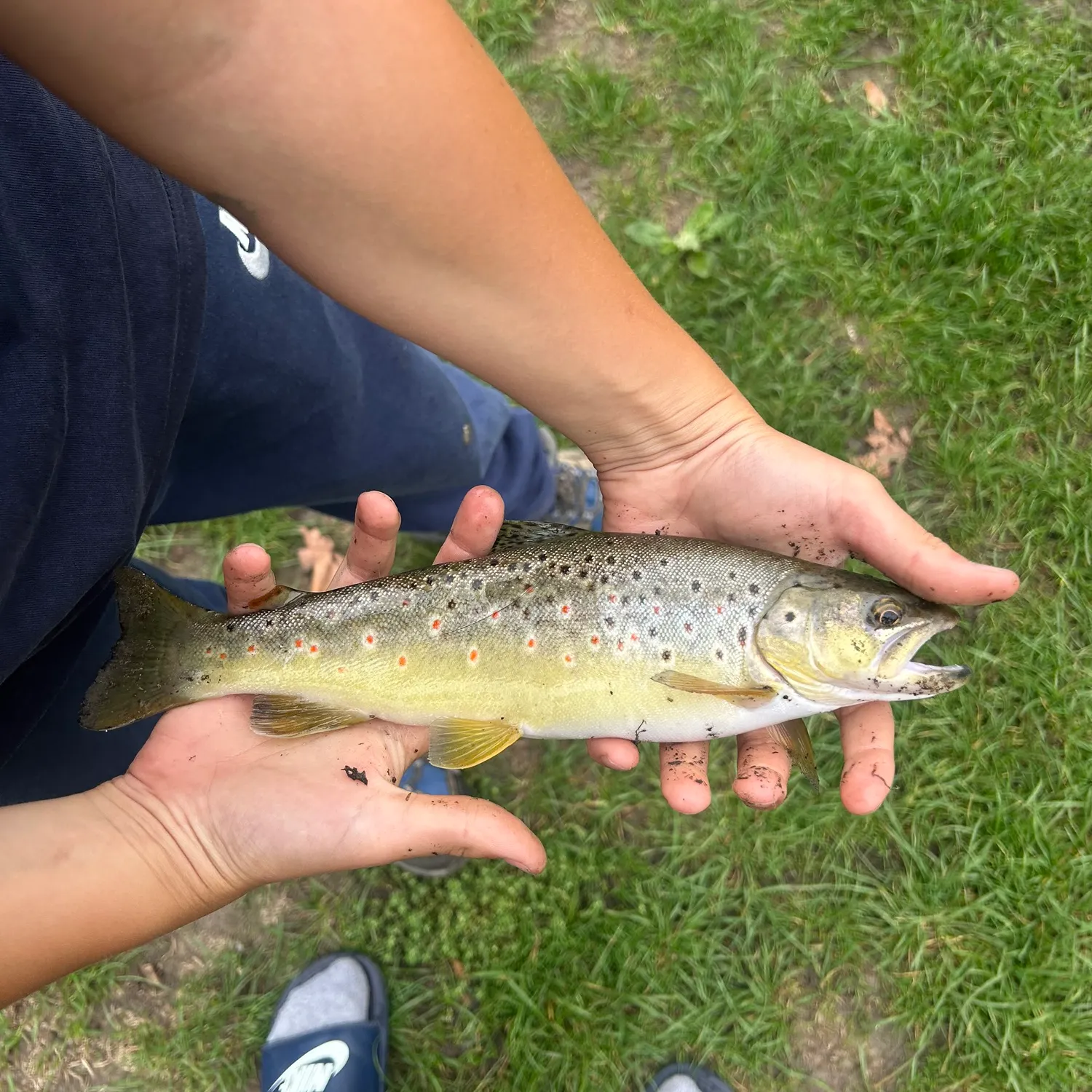 Brown trout caught on Fishbrain