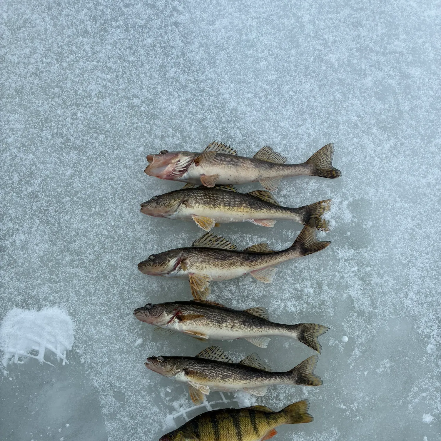 The most recent Sauger catches on Fishbrain