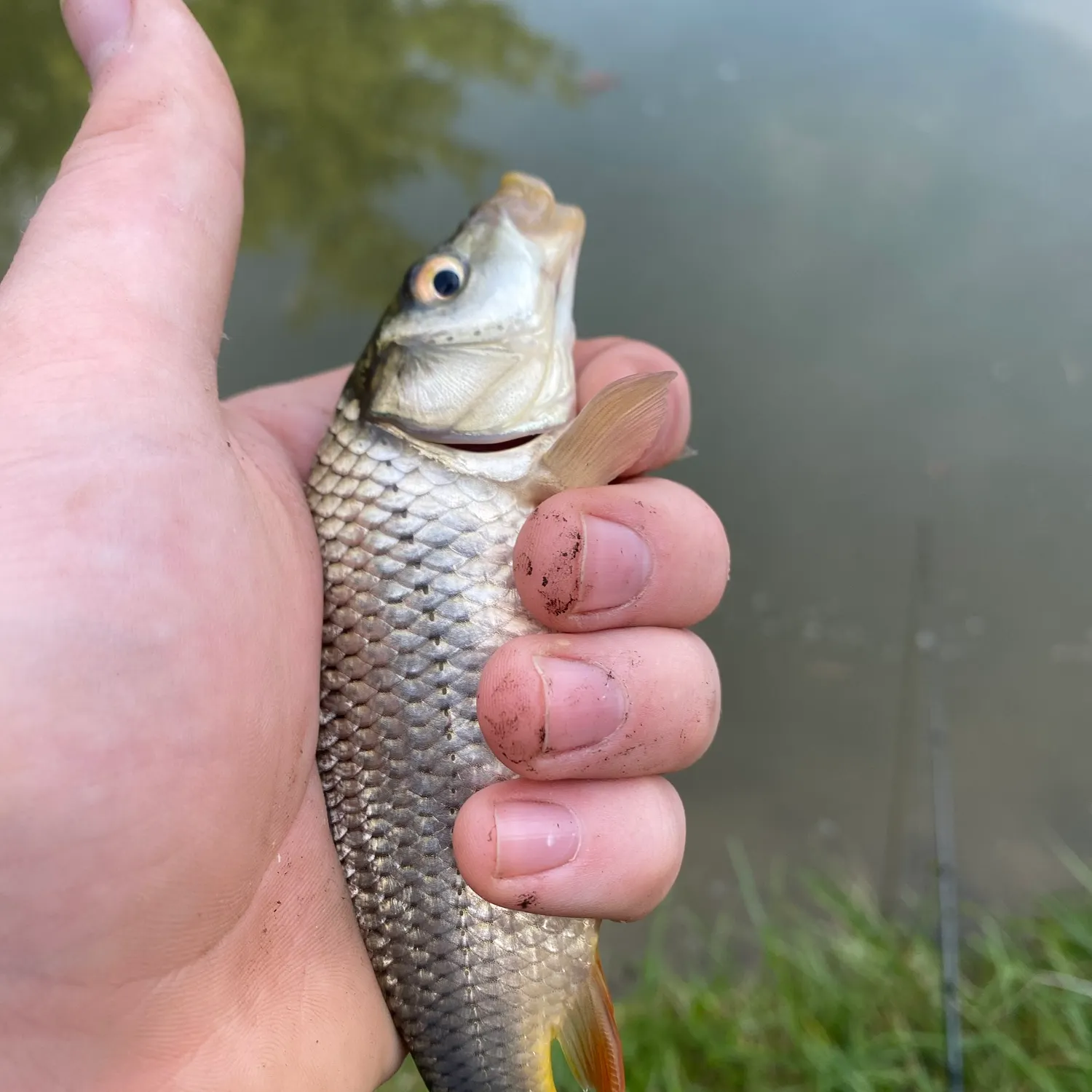 Common carp caught on Fishbrain