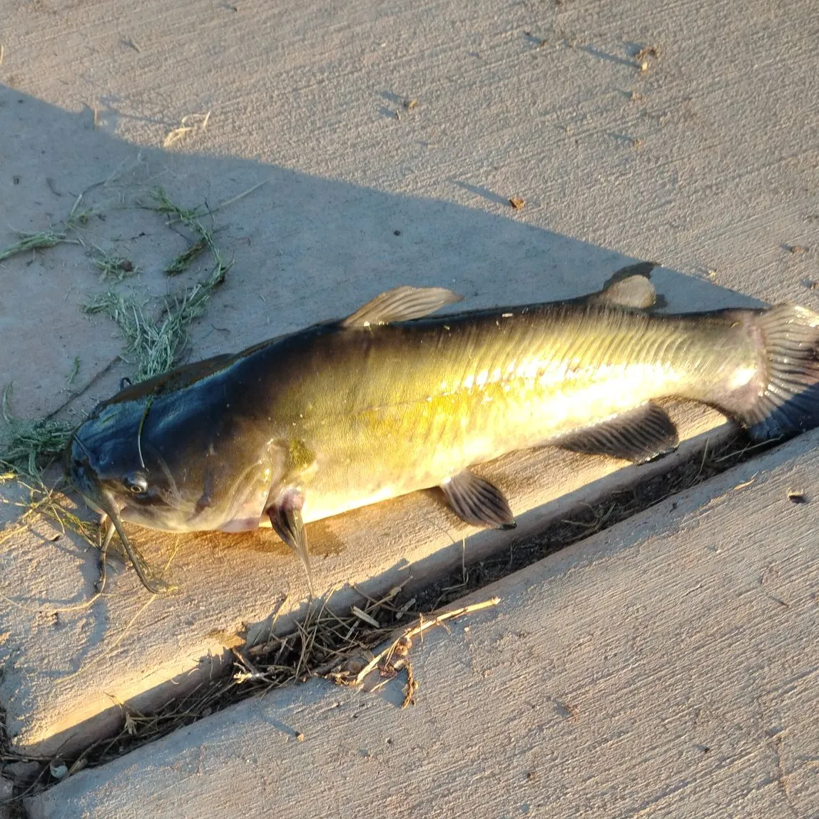 Black bullhead caught on Fishbrain