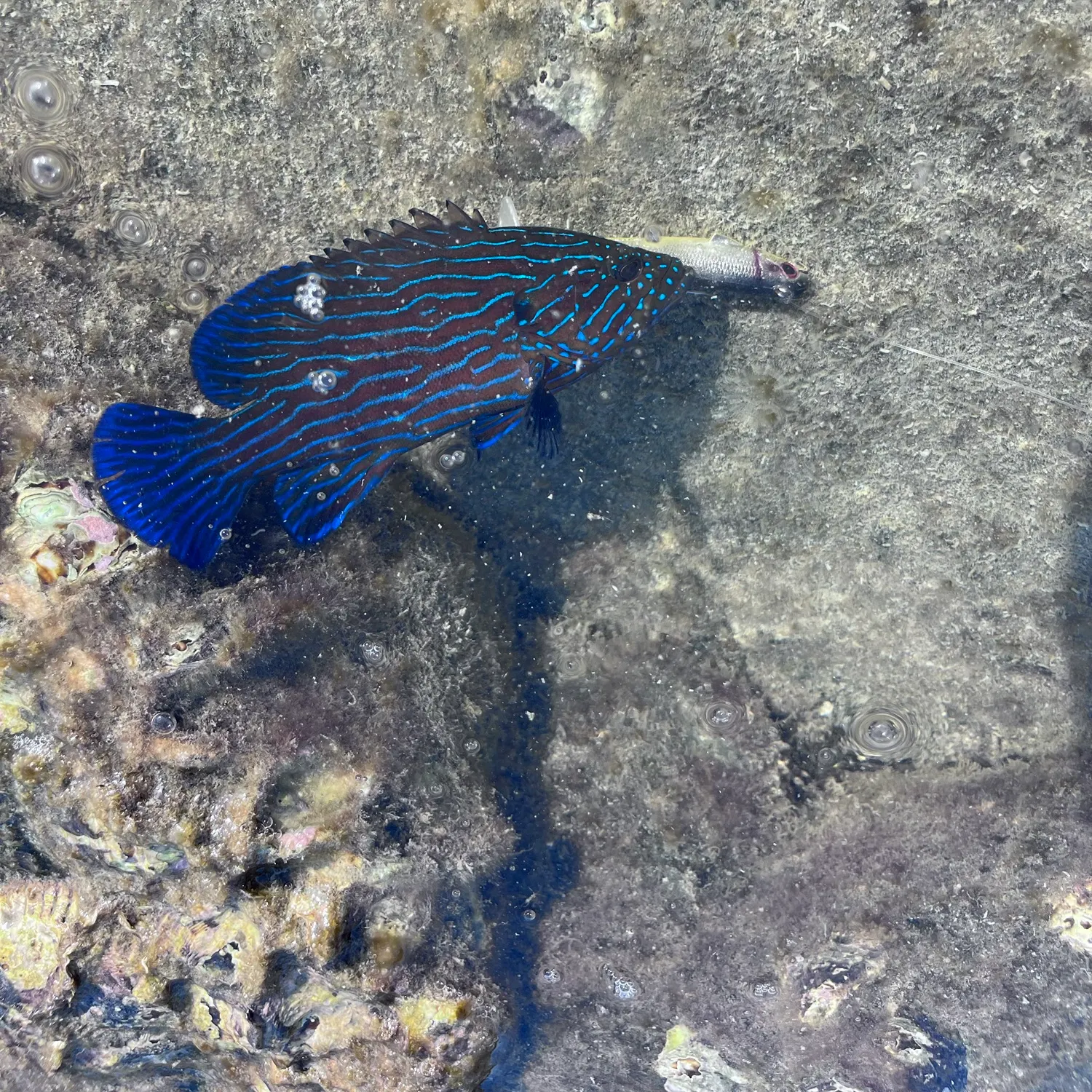 The most recent Bluelined hind catches on Fishbrain