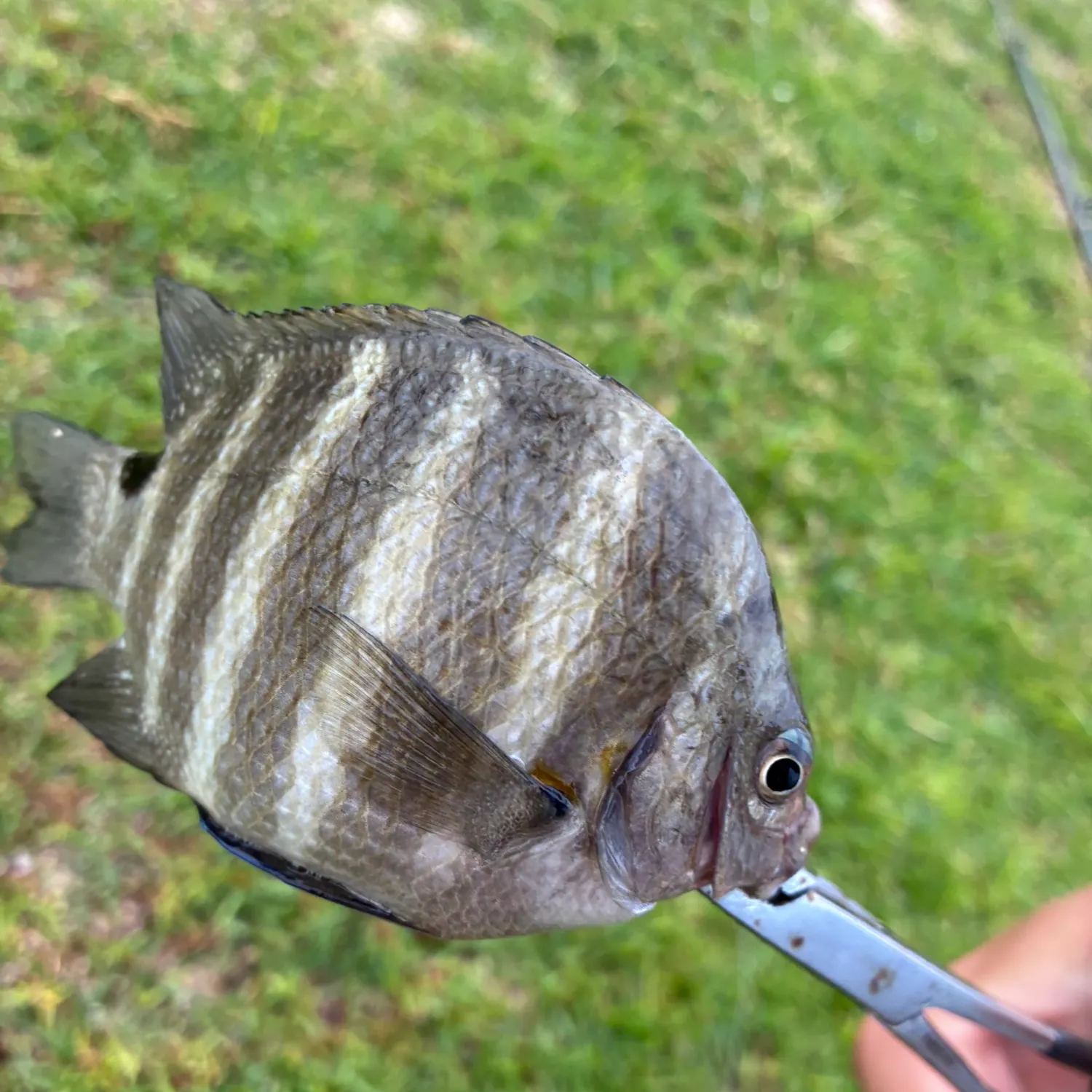 The most recent Hawaiian sergeant major catches on Fishbrain