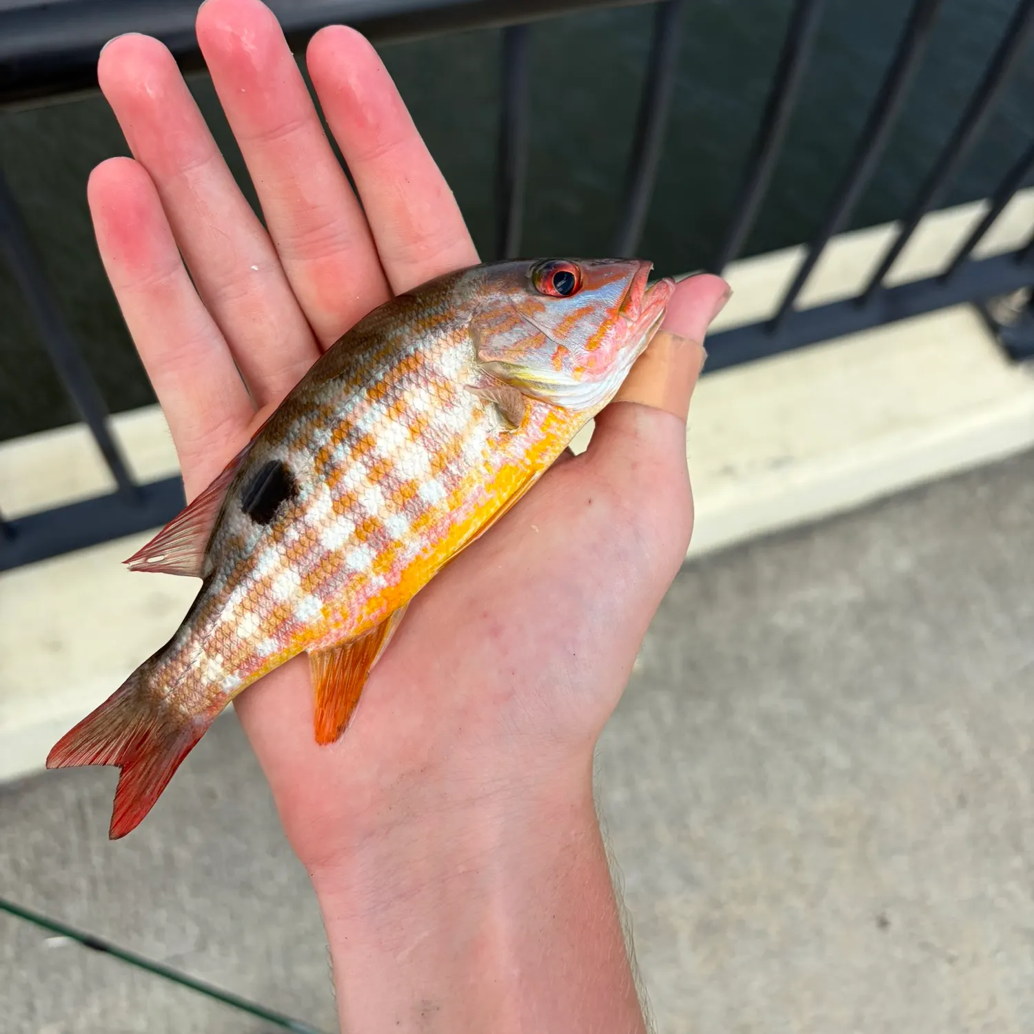 Lane snapper caught on Fishbrain