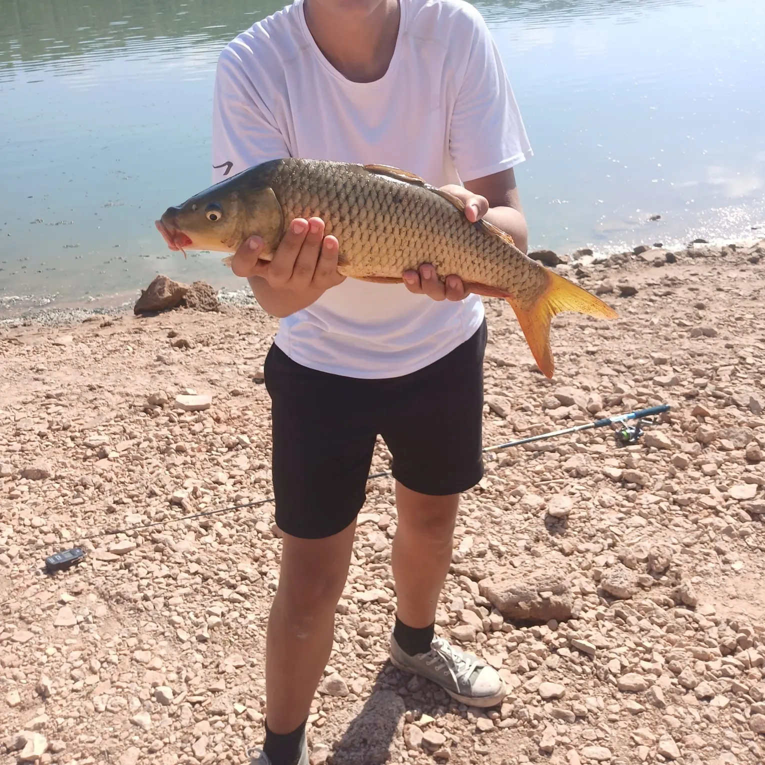 Common carp caught on Fishbrain