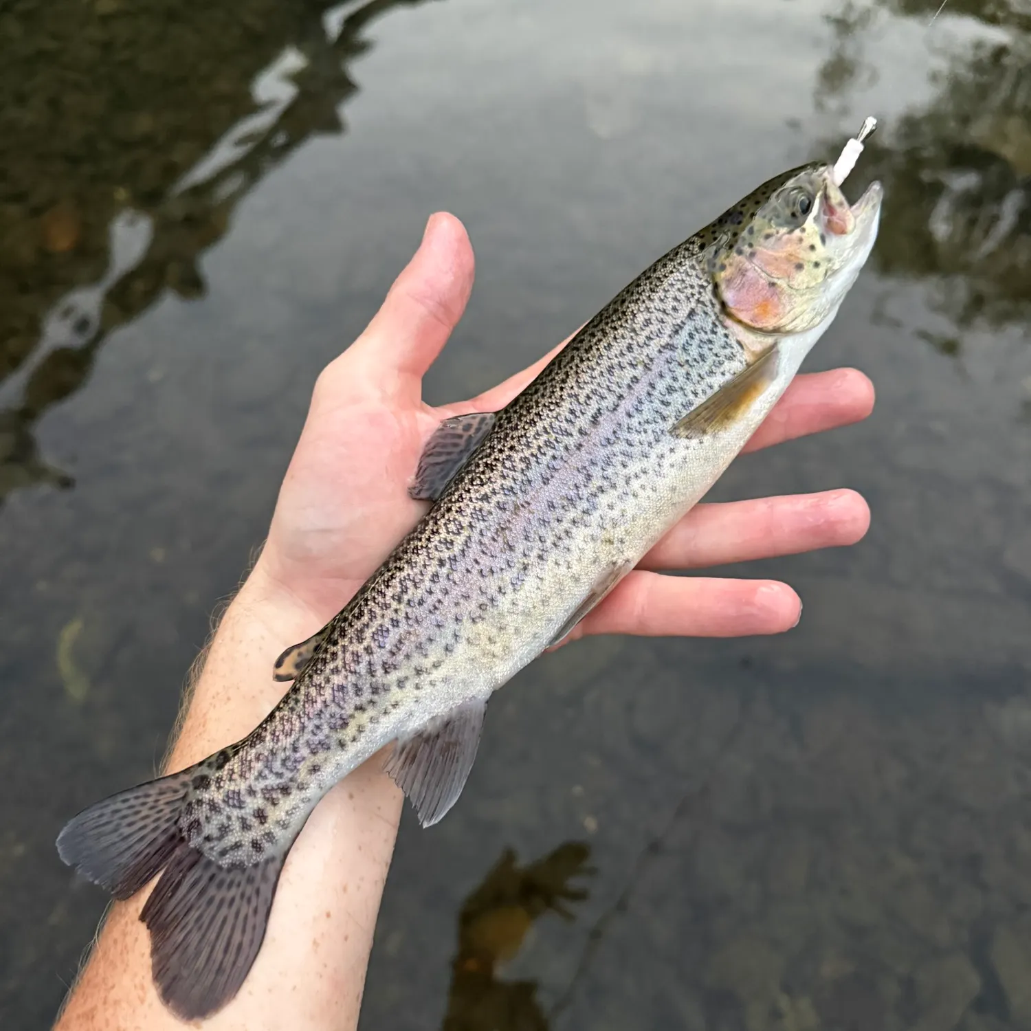 Rainbow trout caught on Fishbrain