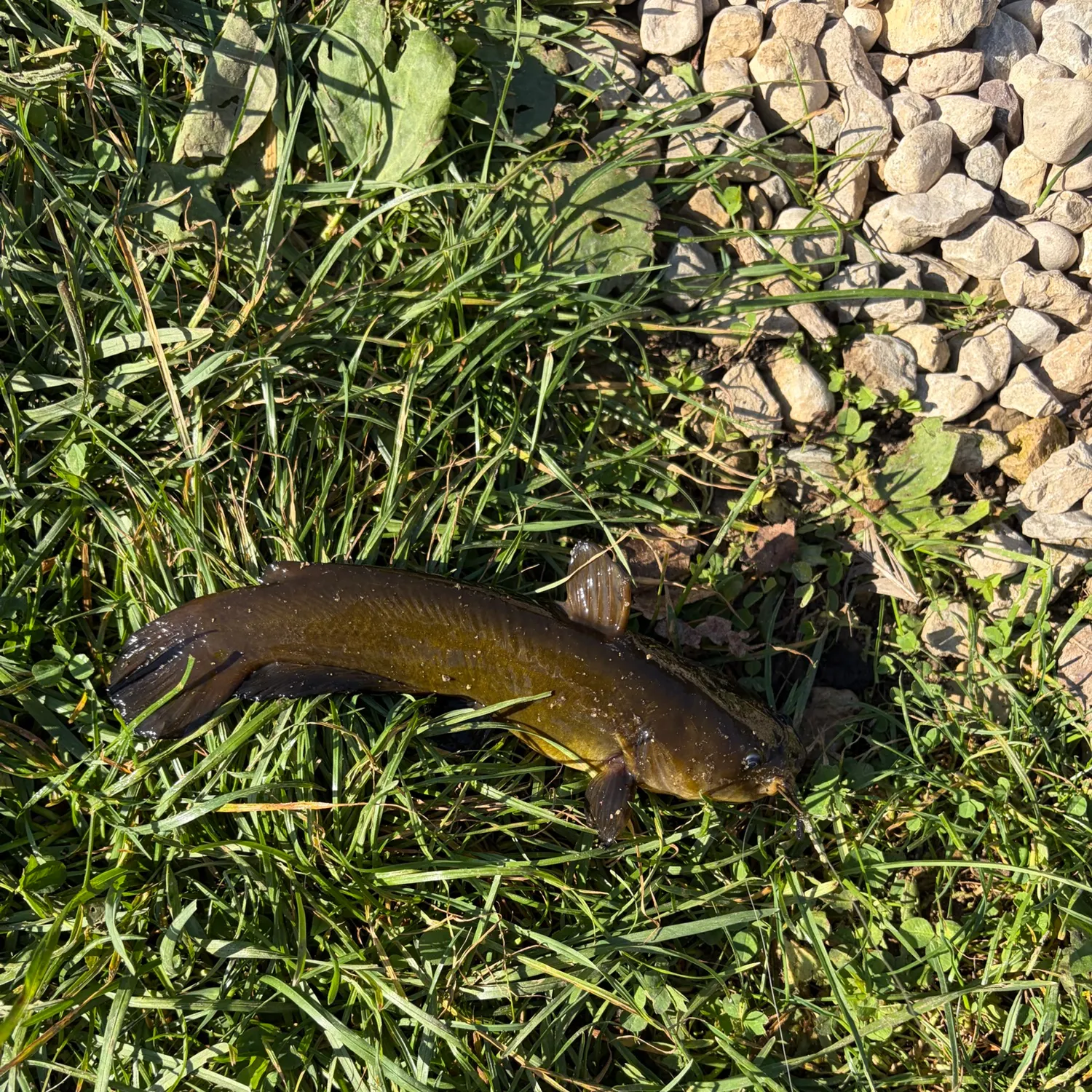 Black bullhead caught on Fishbrain
