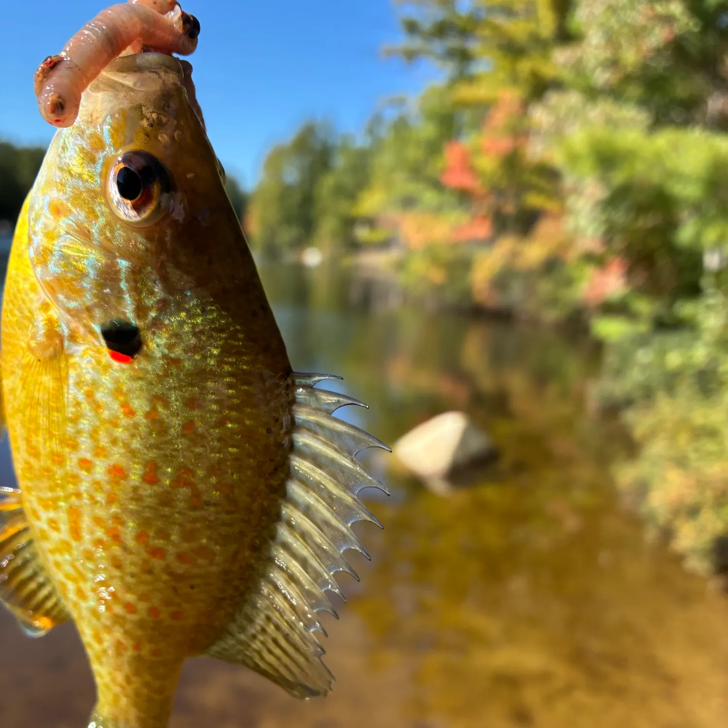 Pumpkinseed caught on Fishbrain