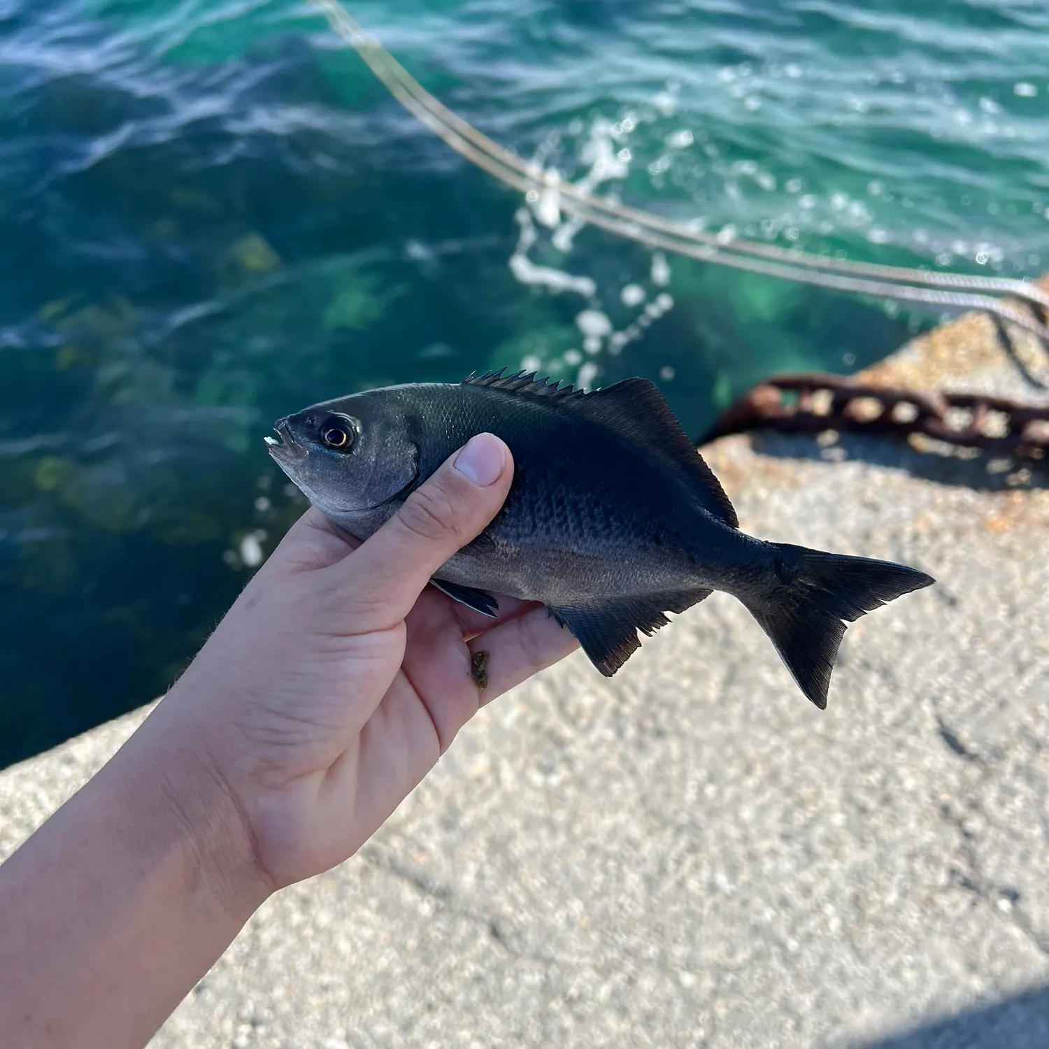 The most recent Halfmoon catches on Fishbrain