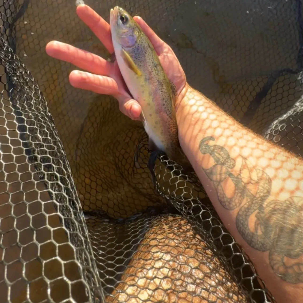 Rainbow trout caught on Fishbrain