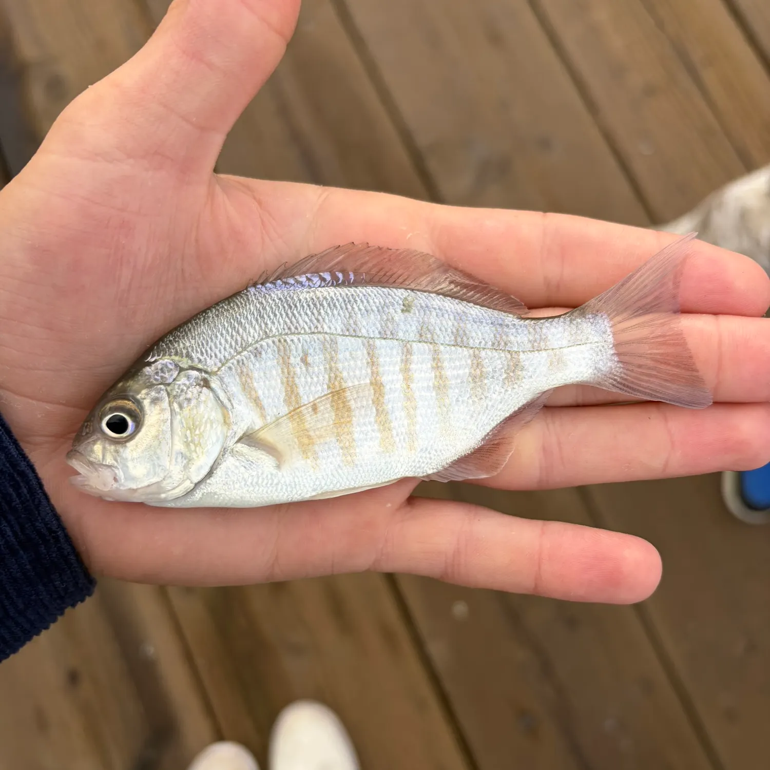 Barred surfperch caught on Fishbrain