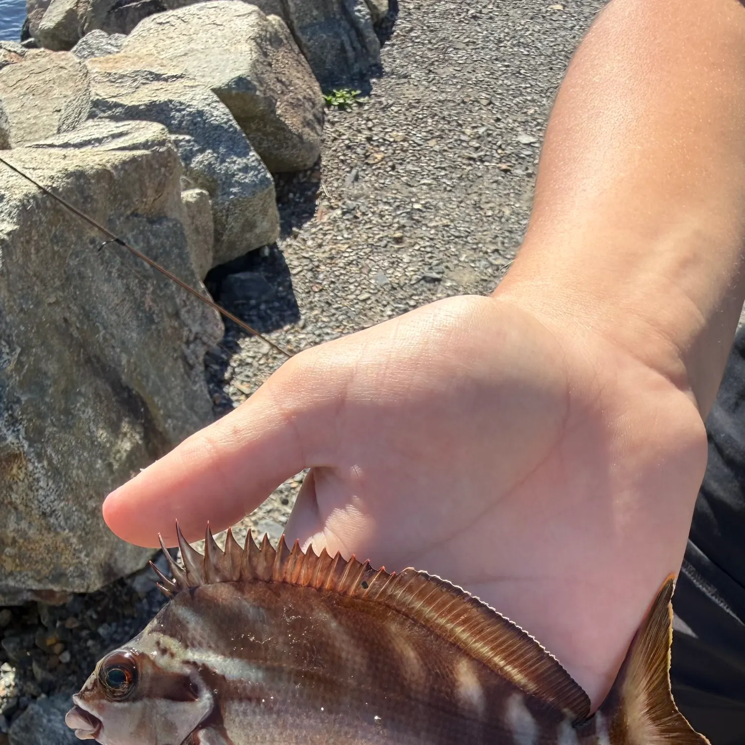 The most recent Red morwong catches on Fishbrain