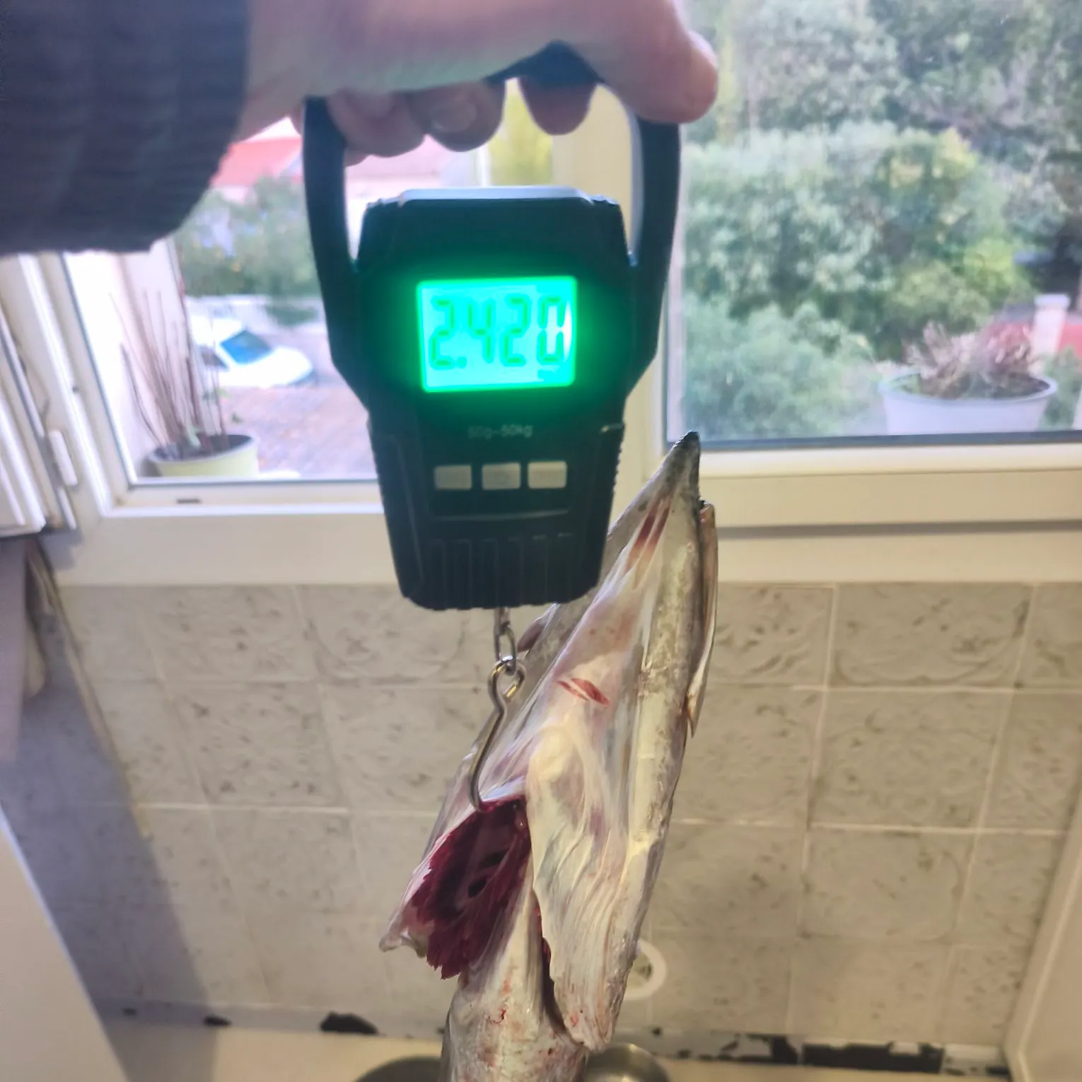 Pickhandle barracuda caught on Fishbrain