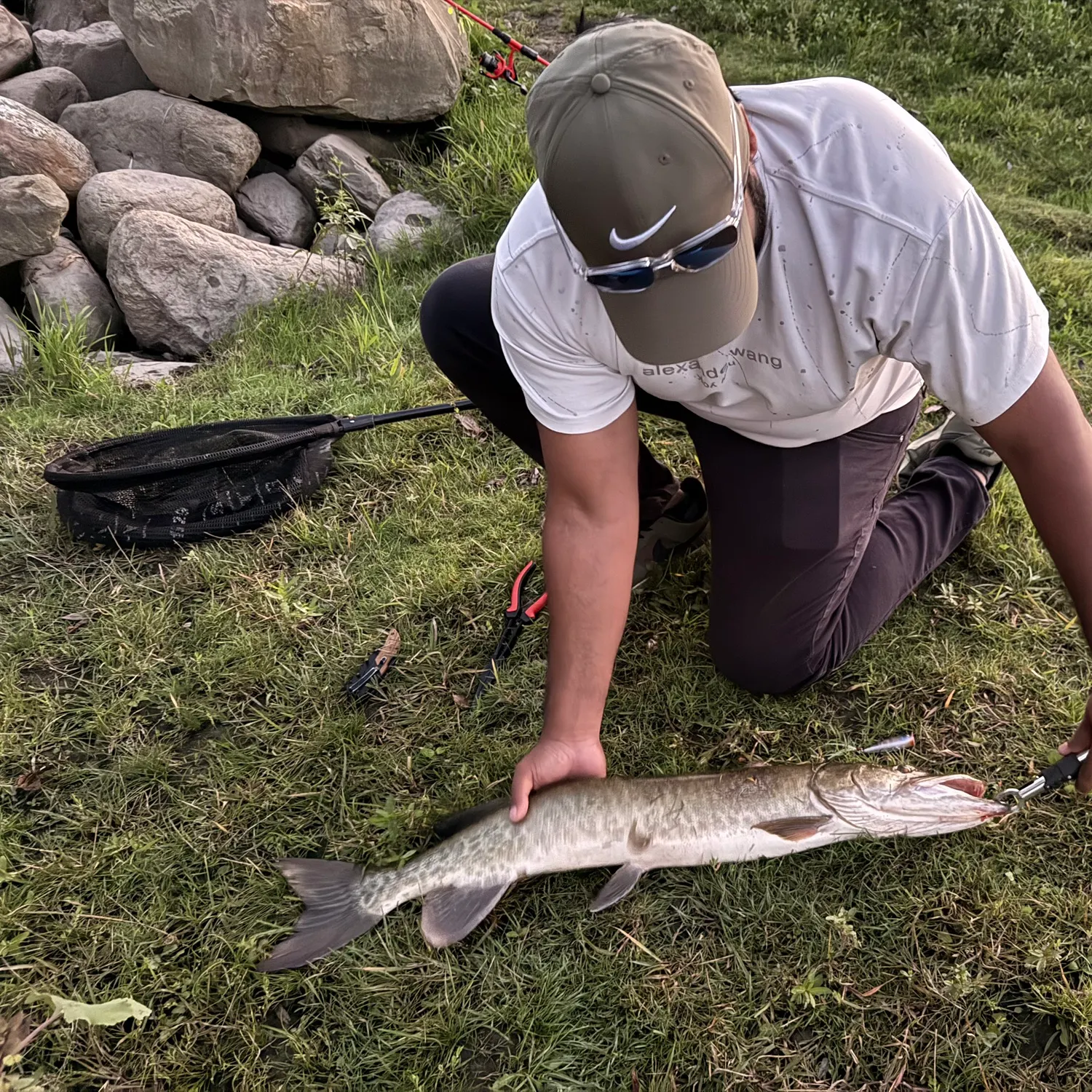 The most recent Muskie catches on Fishbrain
