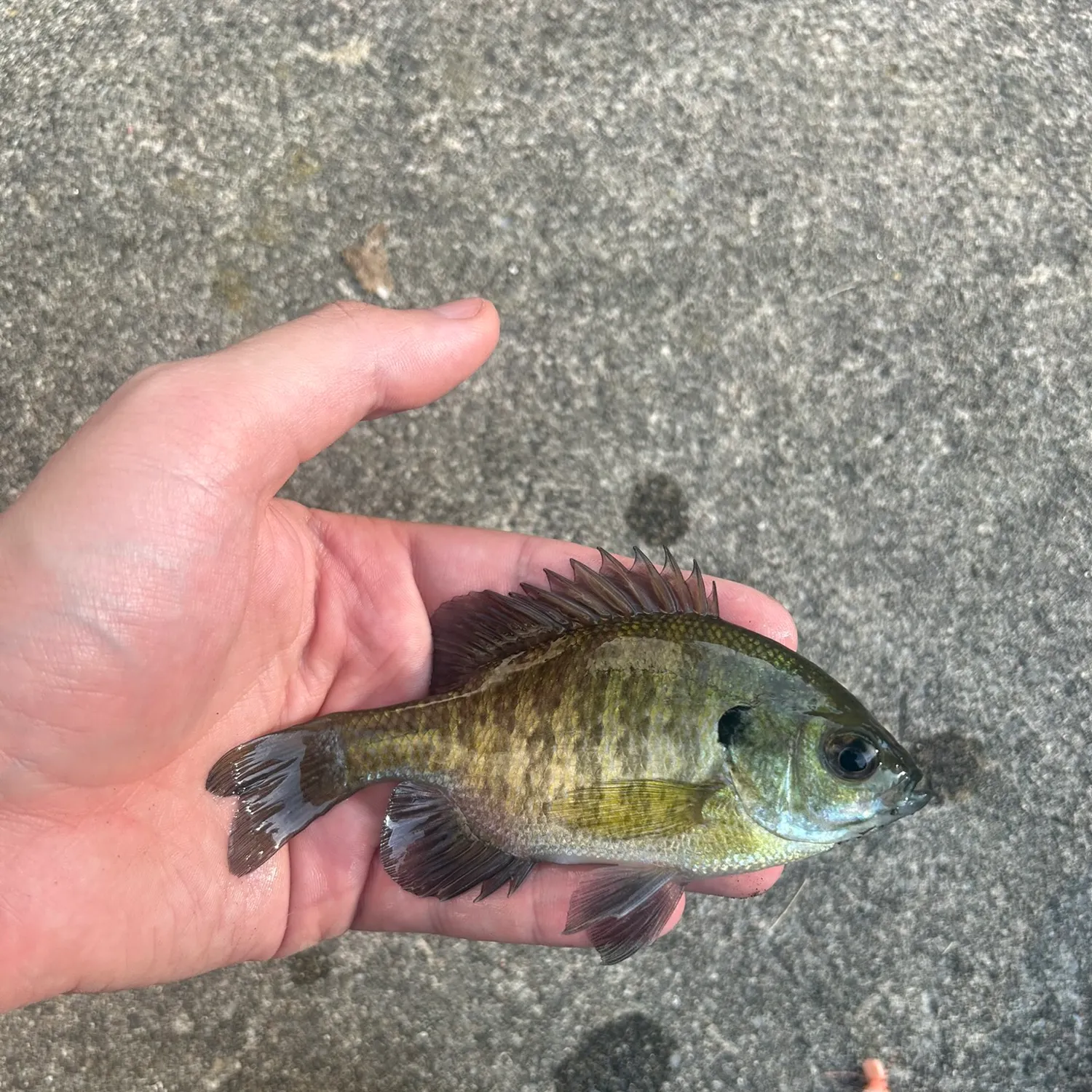 Bluegill caught on Fishbrain