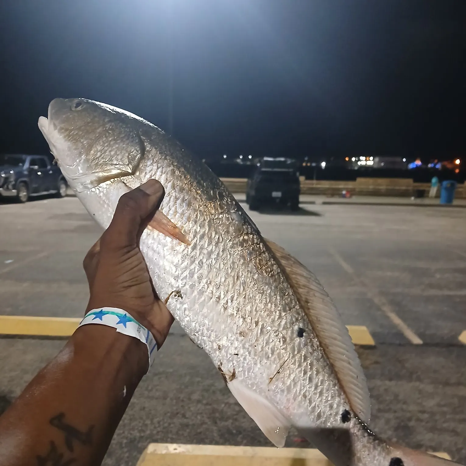 Red drum caught on Fishbrain