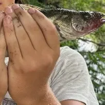 Walleye caught on Fishbrain