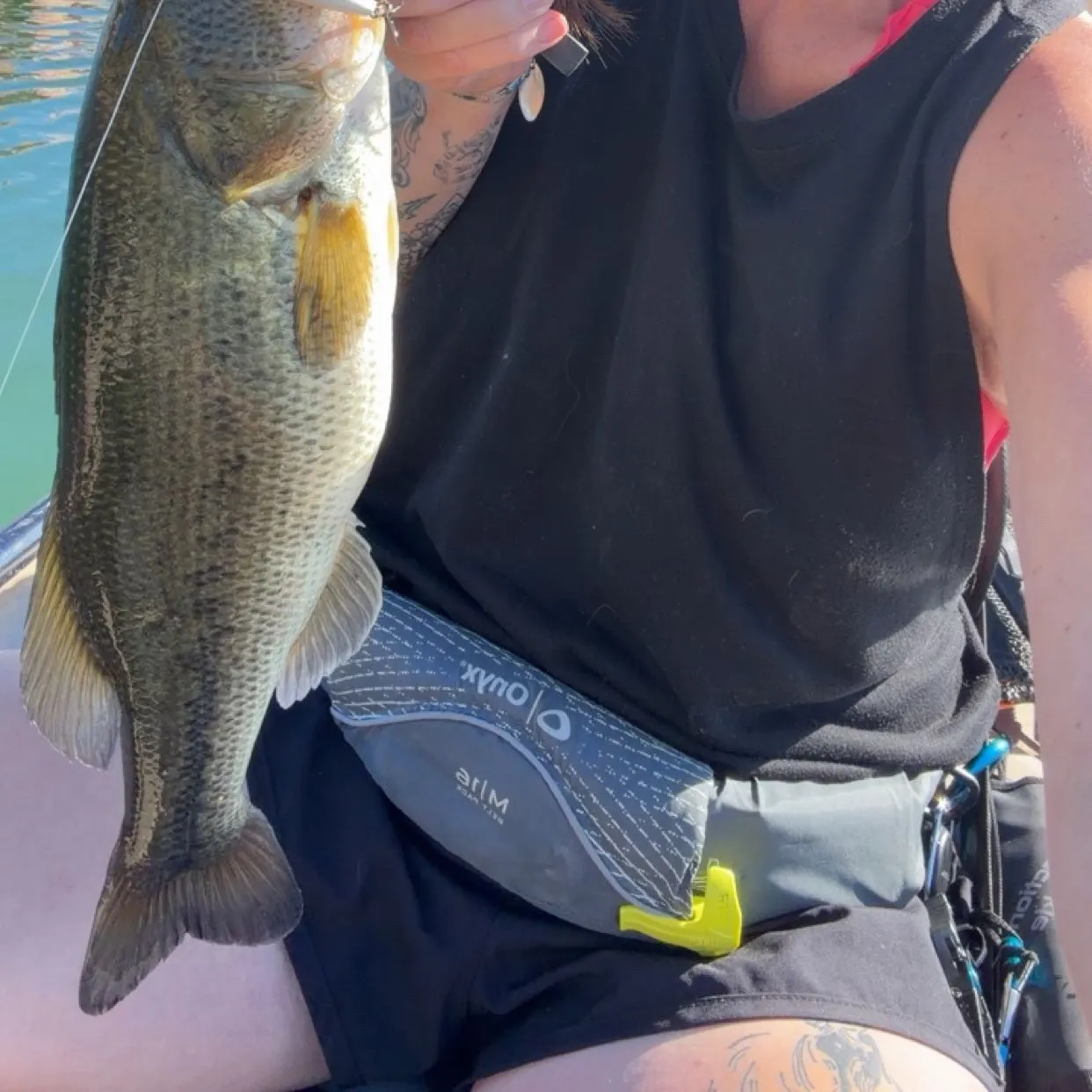 Largemouth bass caught on Fishbrain