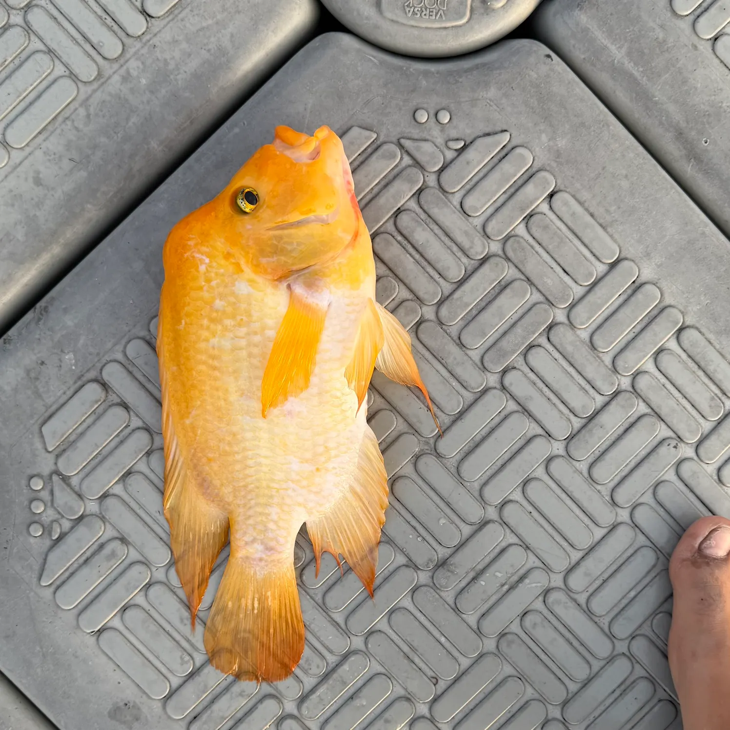 The most recent Midas cichlid catches on Fishbrain