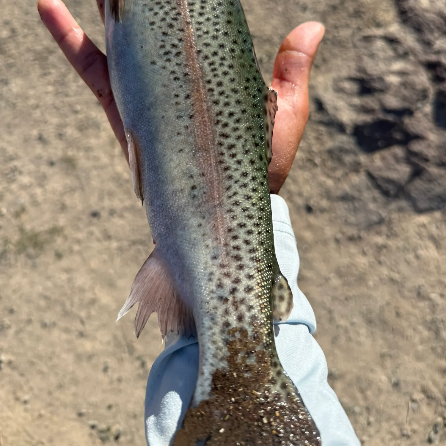 Rainbow trout caught on Fishbrain