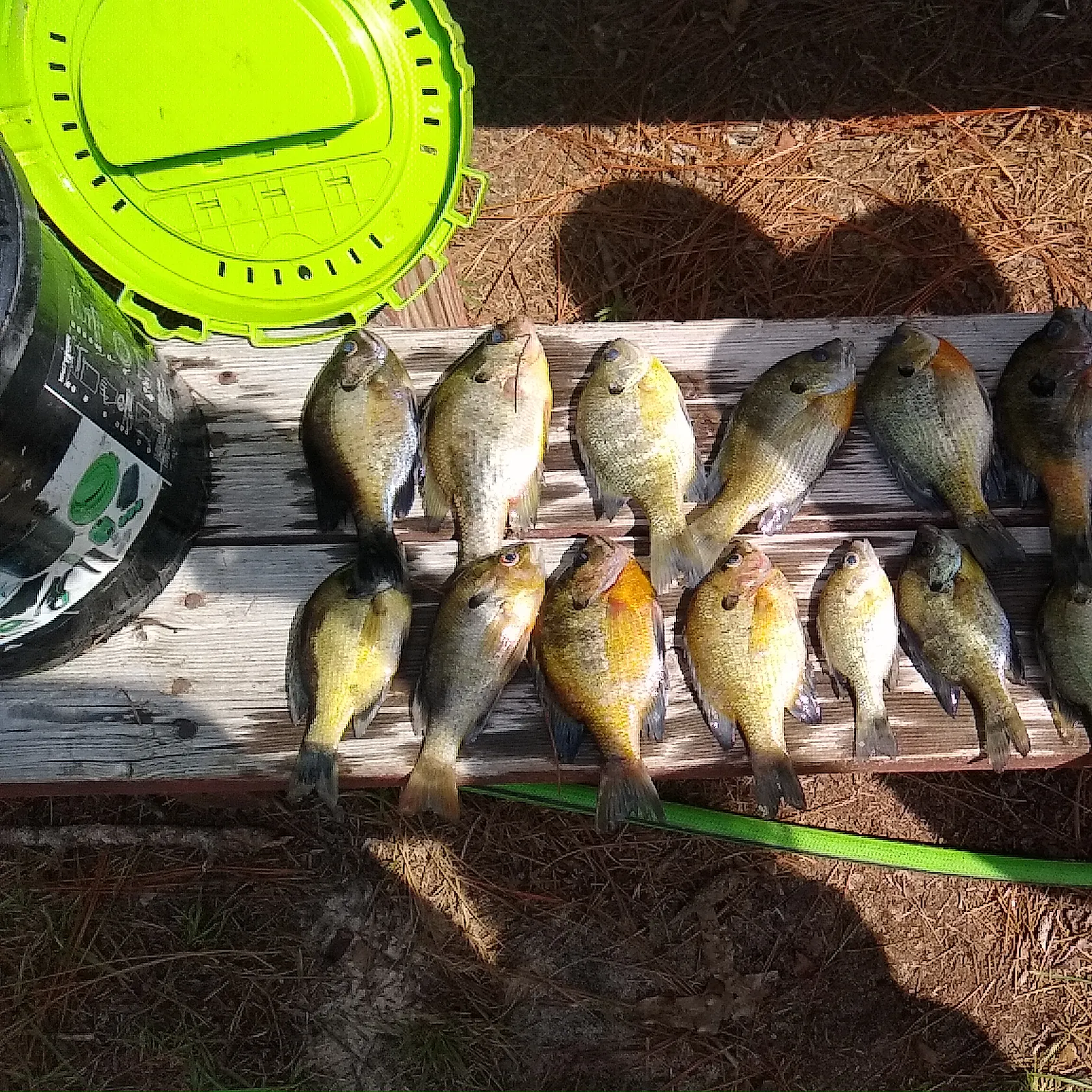 angler catch