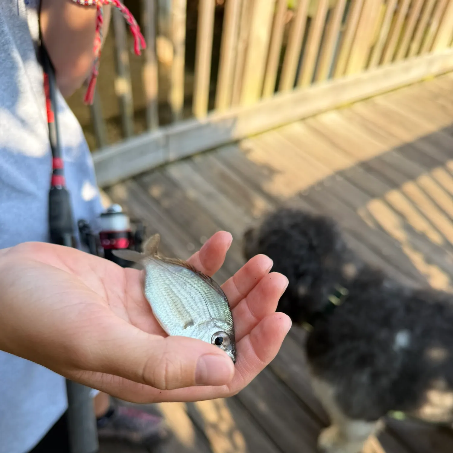 The most recent Silver jenny catches on Fishbrain