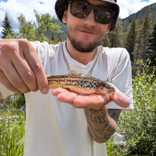 The most recent Tiger trout catches on Fishbrain